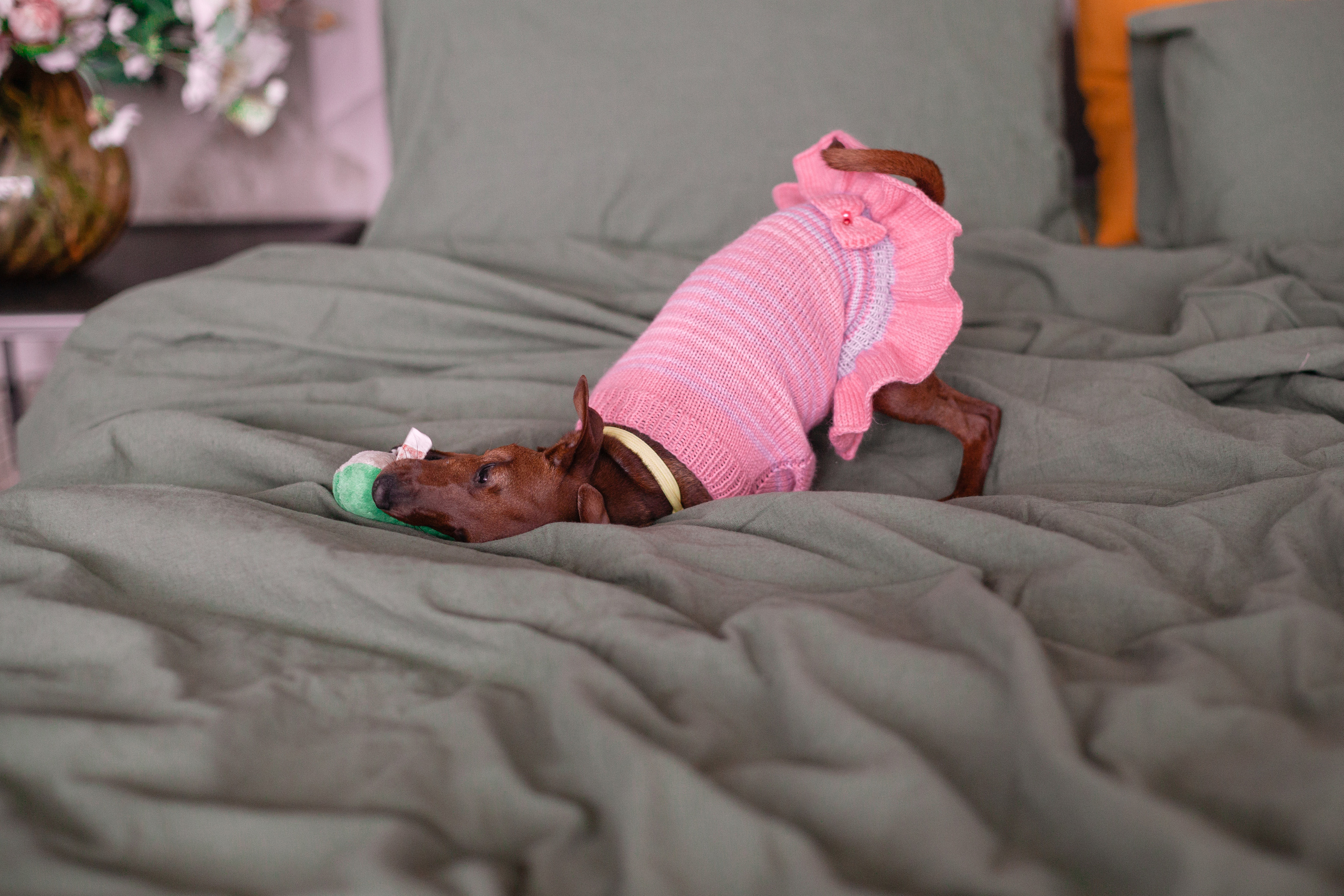 Александра и пинчеры Майя и Джой. Фотограф-анималист Татьяна Степанова