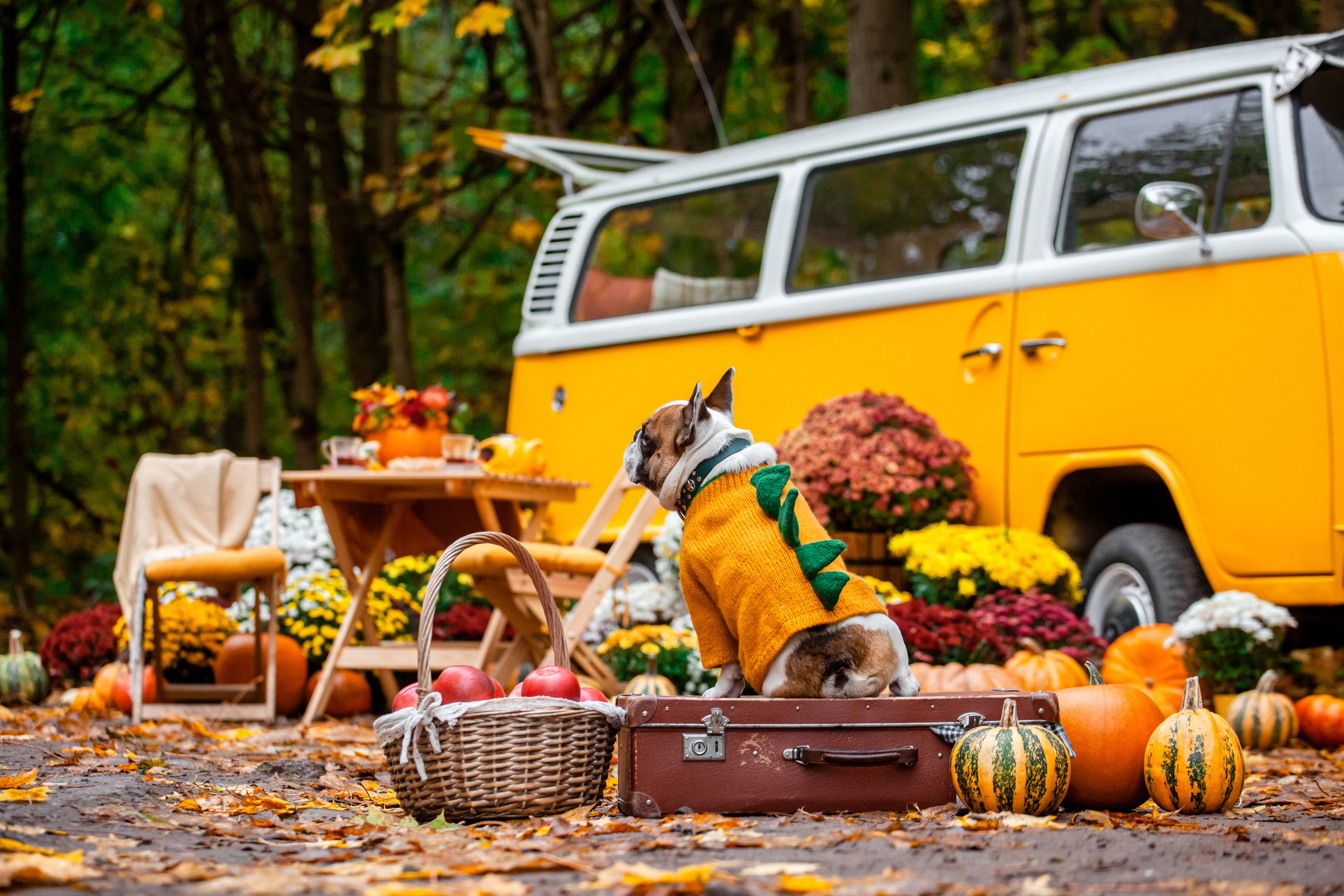 Съемка с ретро автобусом. Фотограф-анималист Татьяна Степанова