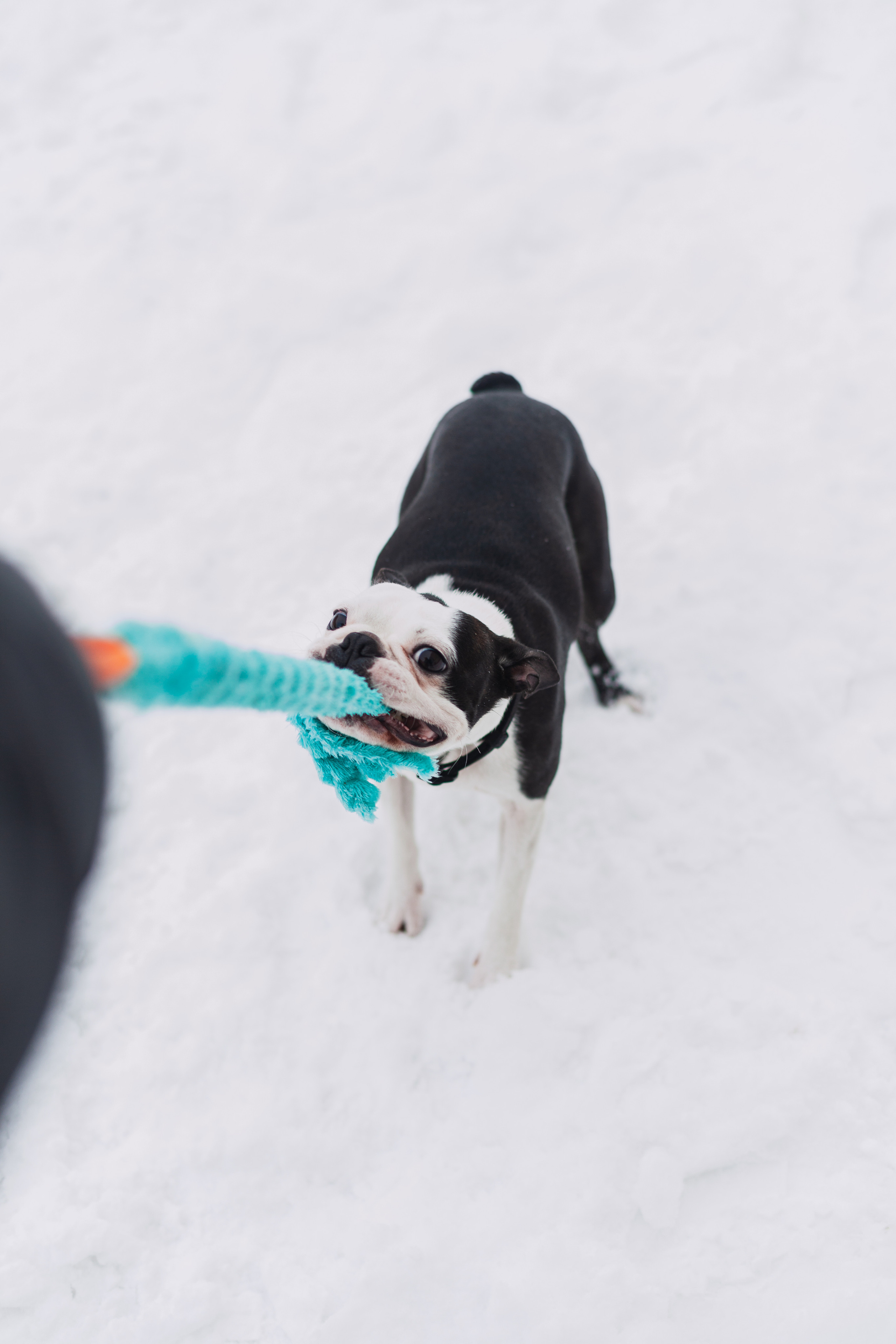 Василиса и Мира Кузнецкий мост. Фотограф-анималист Татьяна Степанова