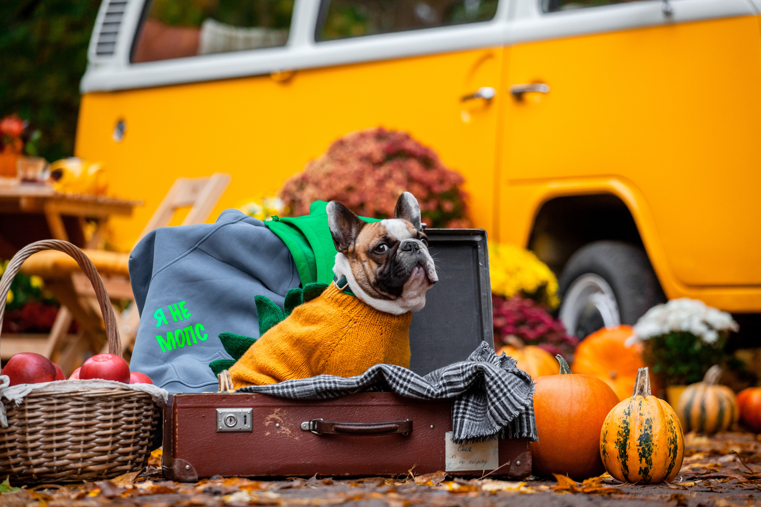Съемка с ретро автобусом. Фотограф-анималист Татьяна Степанова