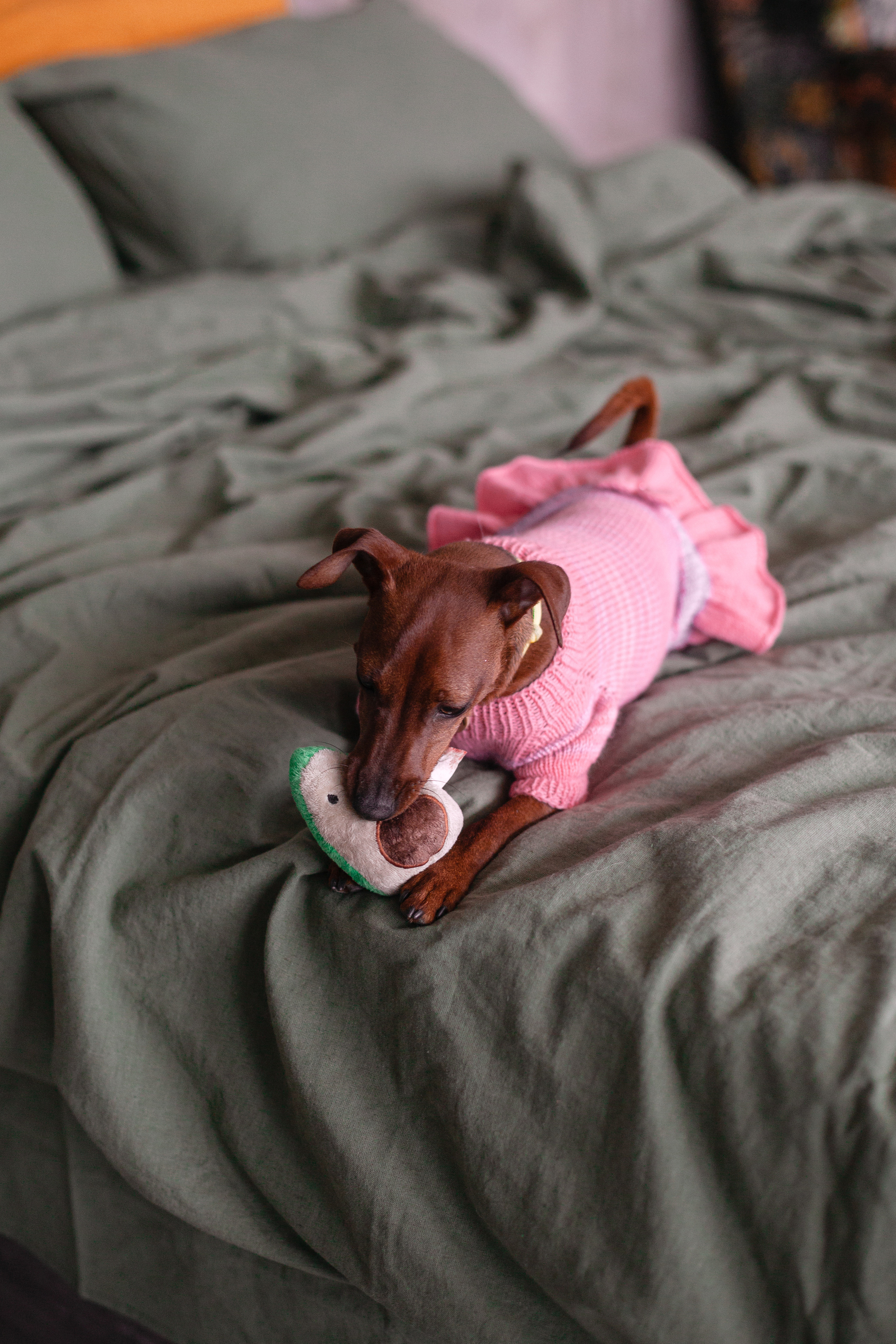 Александра и пинчеры Майя и Джой. Фотограф-анималист Татьяна Степанова