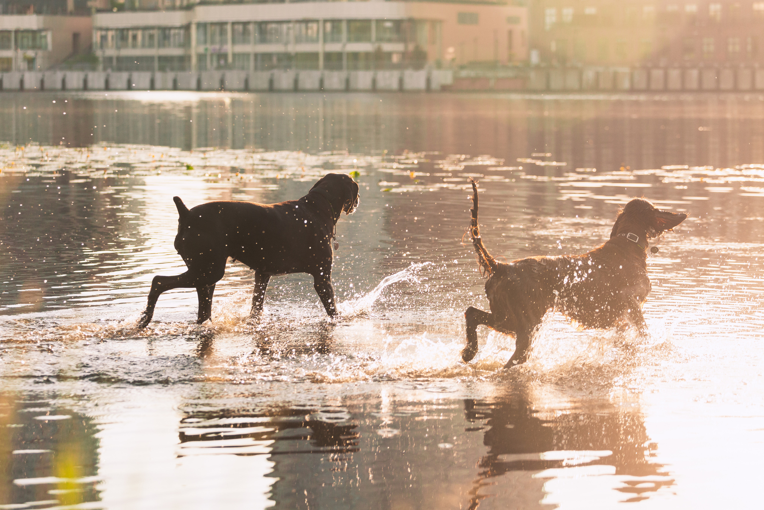 Рассветная съемка в ПКИО Северное Тушино. Фотограф-анималист Татьяна Степанова