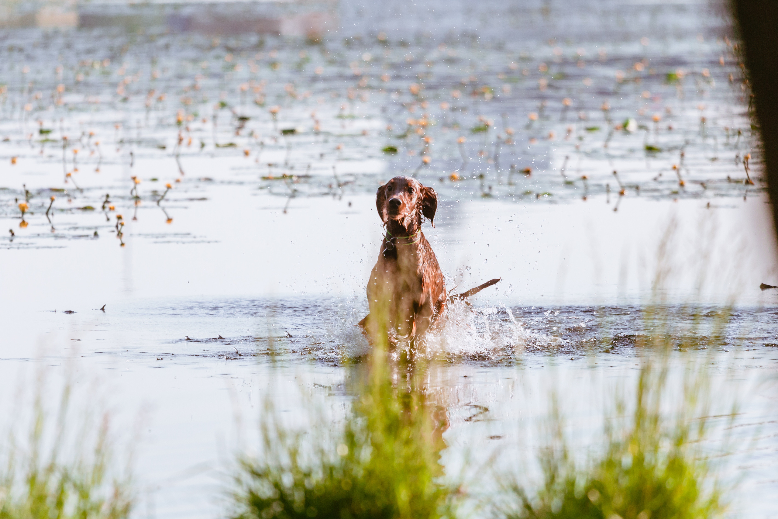 Рассветная съемка в ПКИО Северное Тушино. Фотограф-анималист Татьяна Степанова