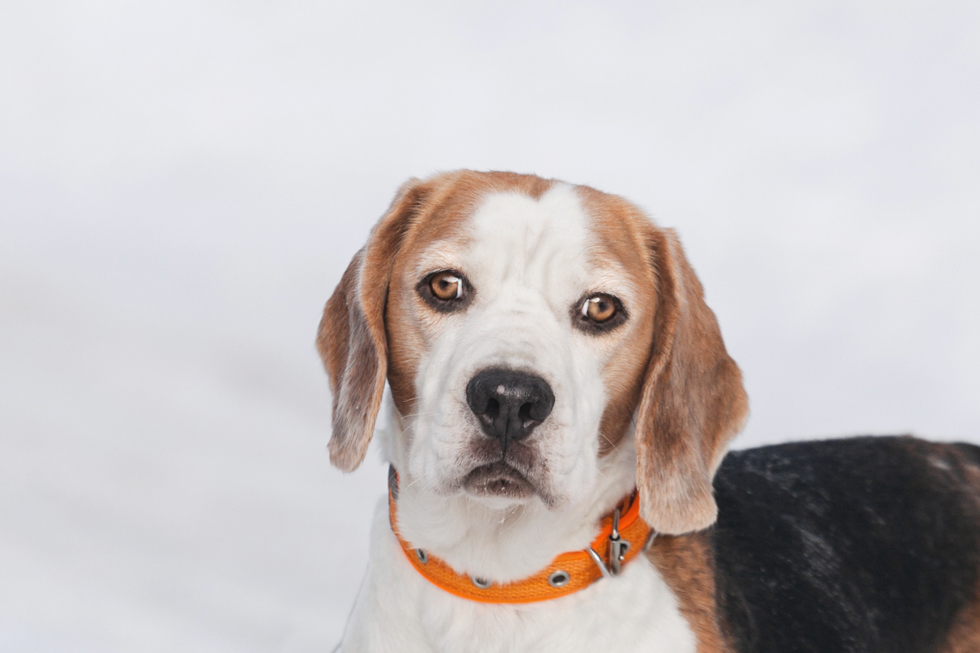 Группа помощи Дом для бигля 2023. Фотограф-анималист Татьяна Степанова