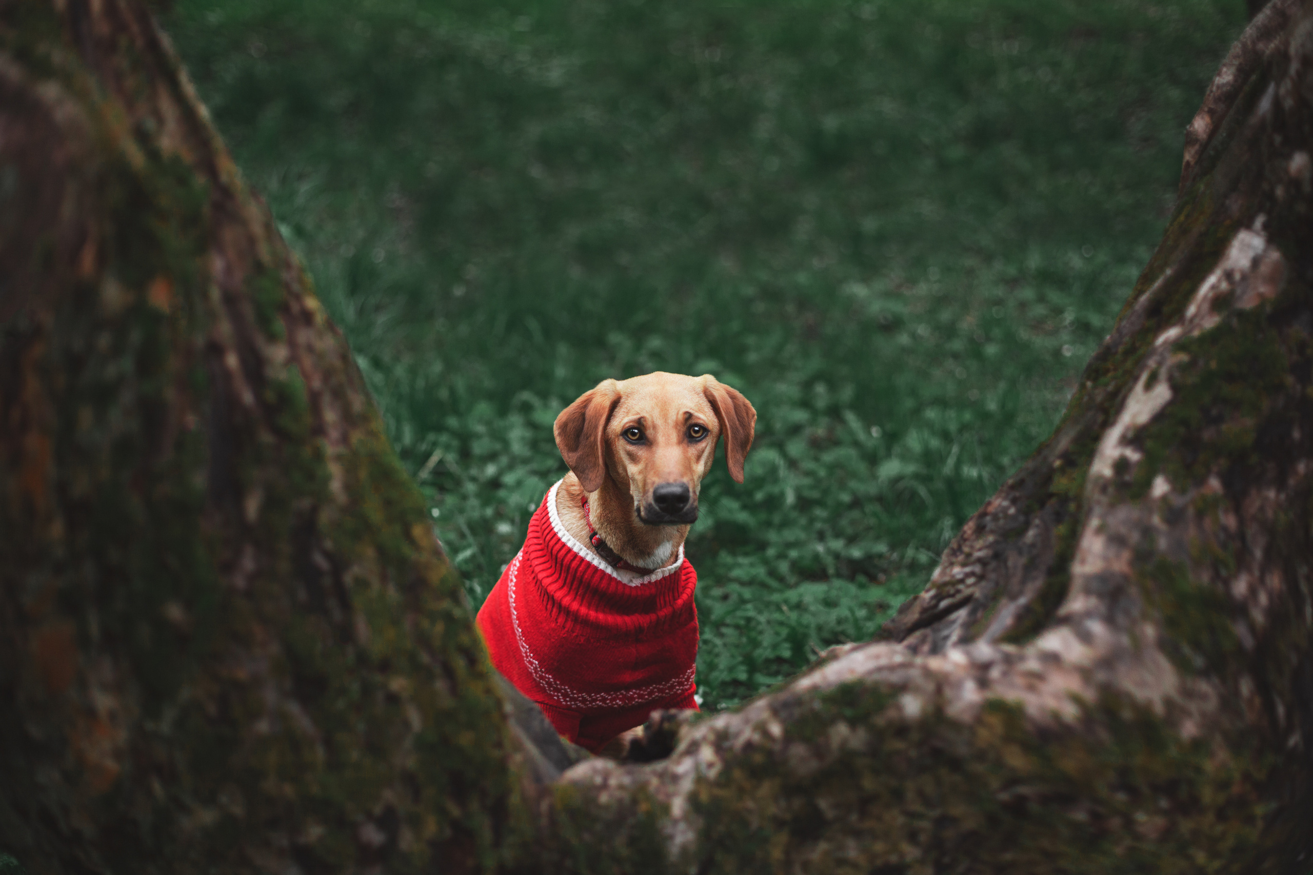 Съемка 3 собак в цветении 2023. Фотограф-анималист Татьяна Степанова