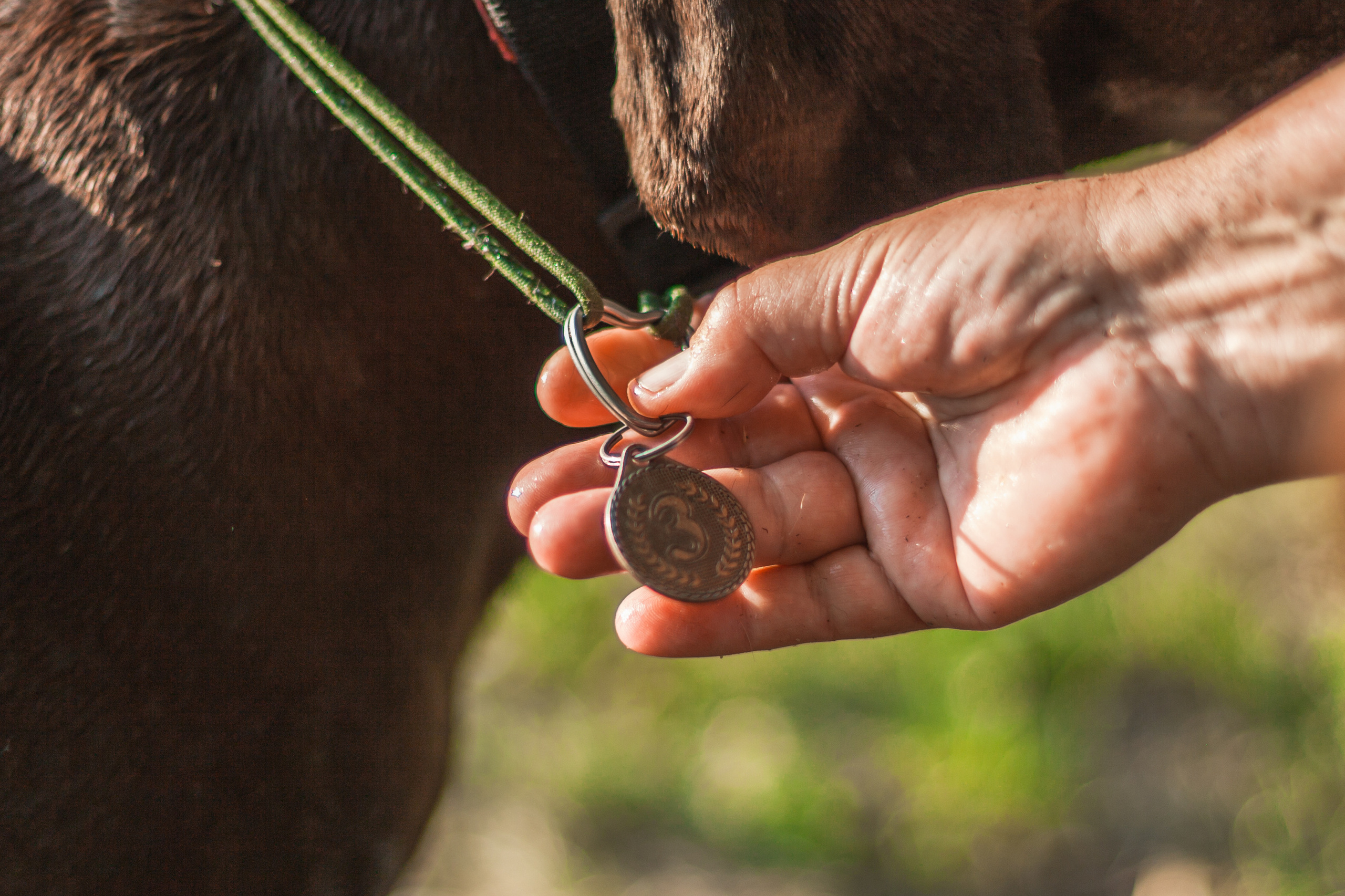 Рассветная съемка в ПКИО Северное Тушино. Фотограф-анималист Татьяна Степанова