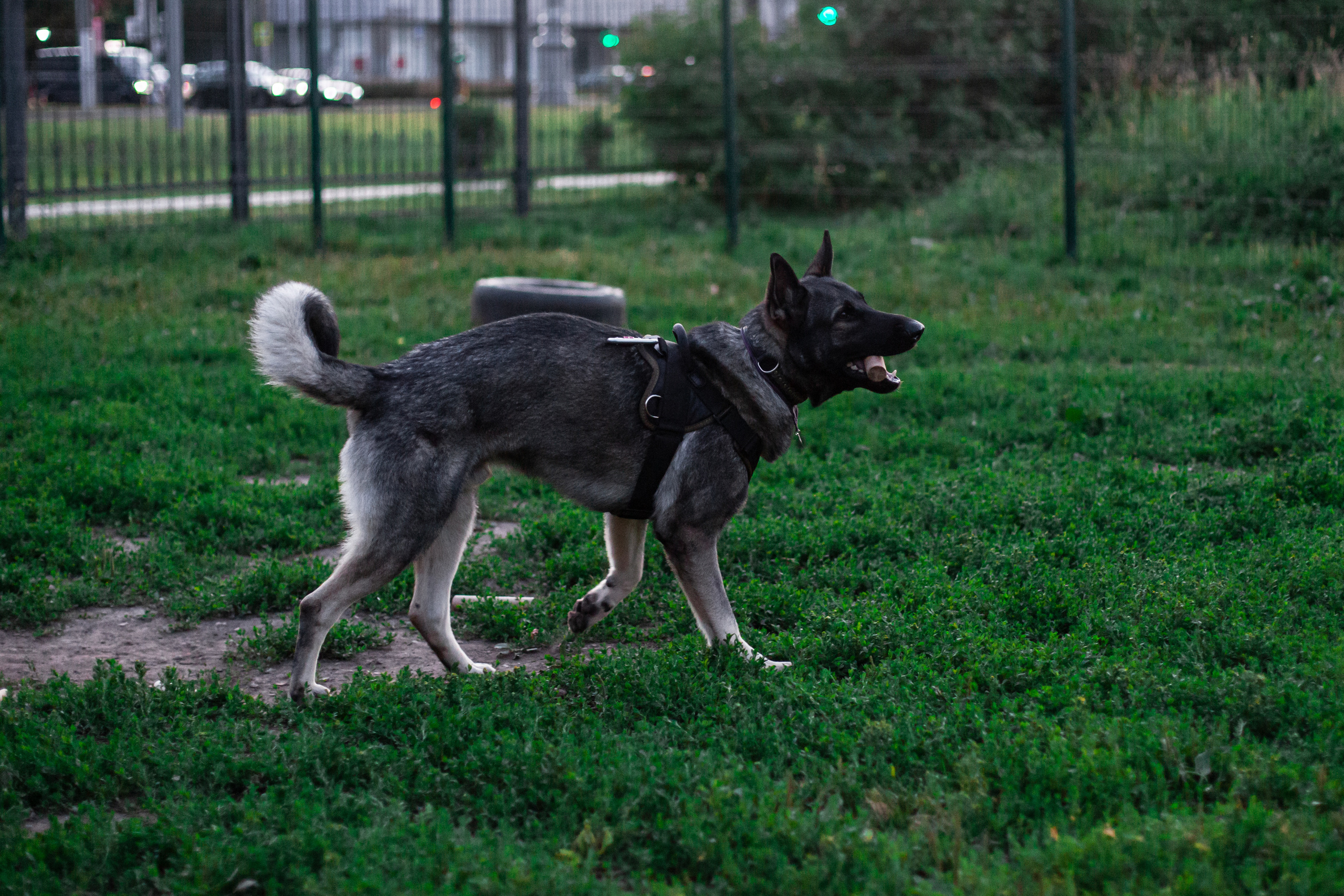 Занятие ЗКС+Выборка 2022. Фотограф-анималист Татьяна Степанова