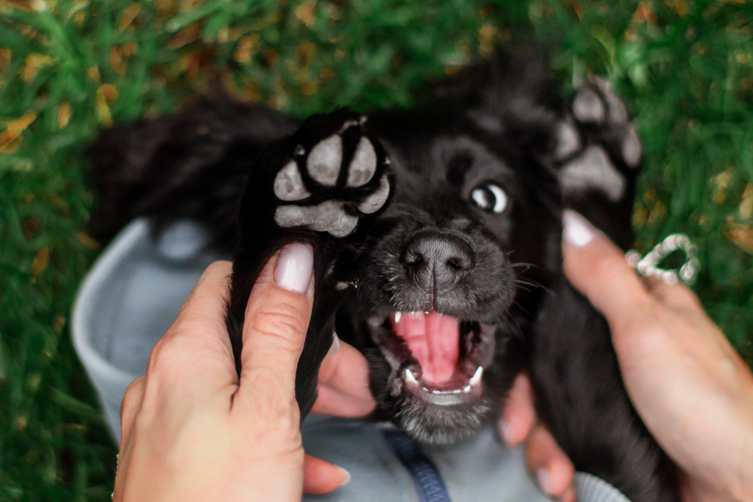 Пара щенков 2022. Фотограф-анималист Татьяна Степанова