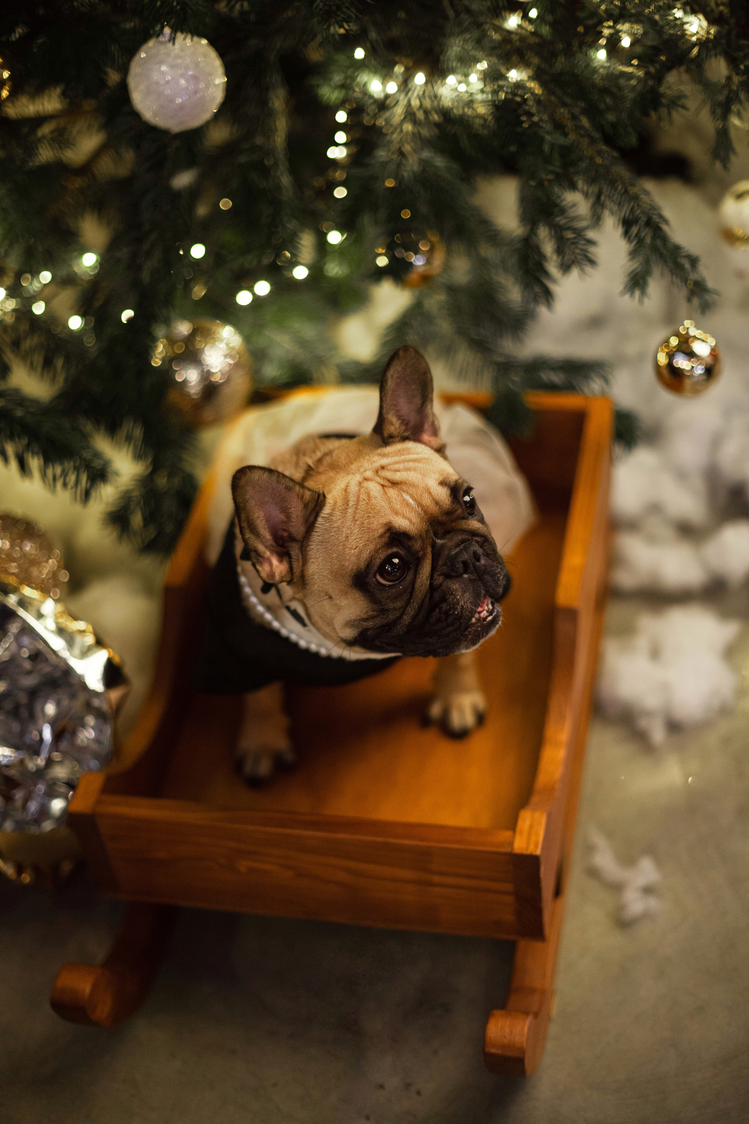 Бульелка 2022. Фотограф-анималист Татьяна Степанова