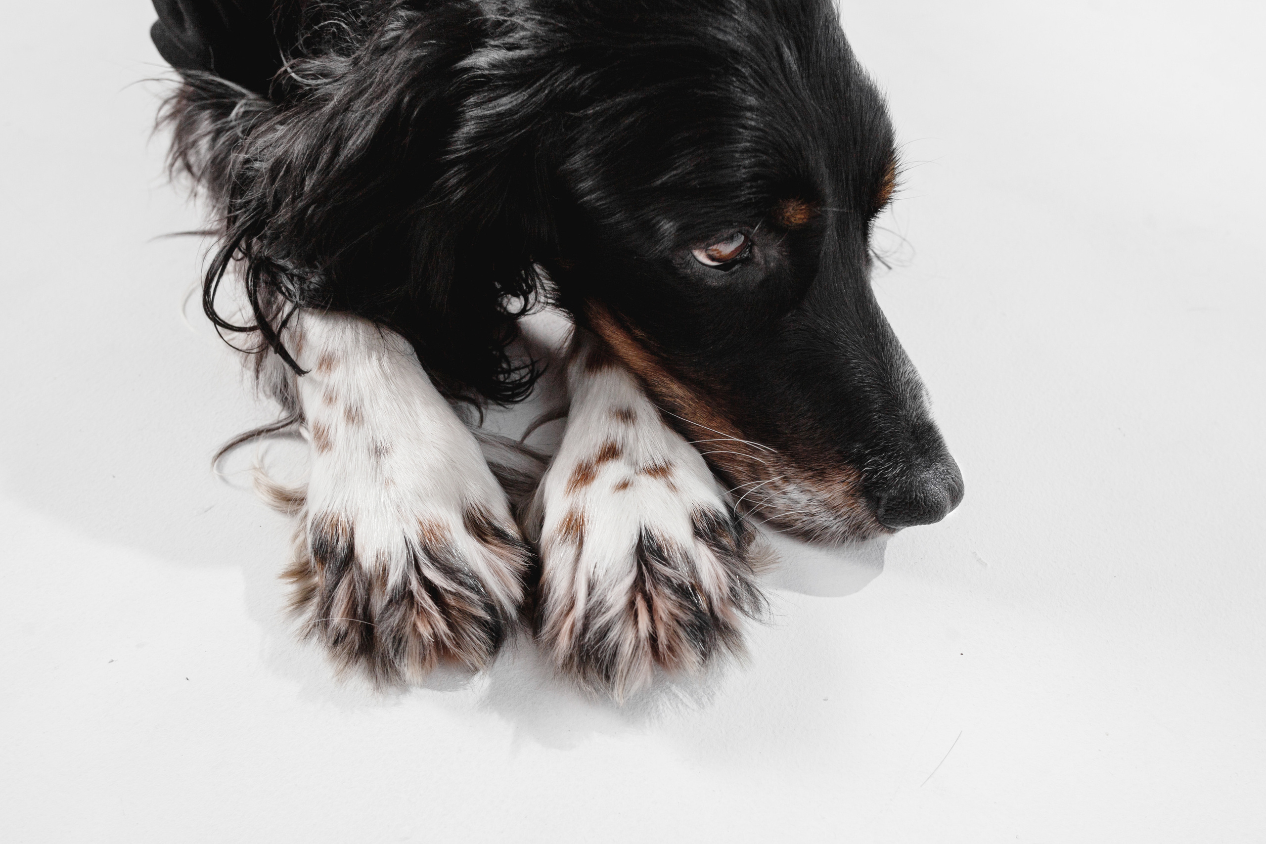 Света и Богдана. Фотограф-анималист Татьяна Степанова