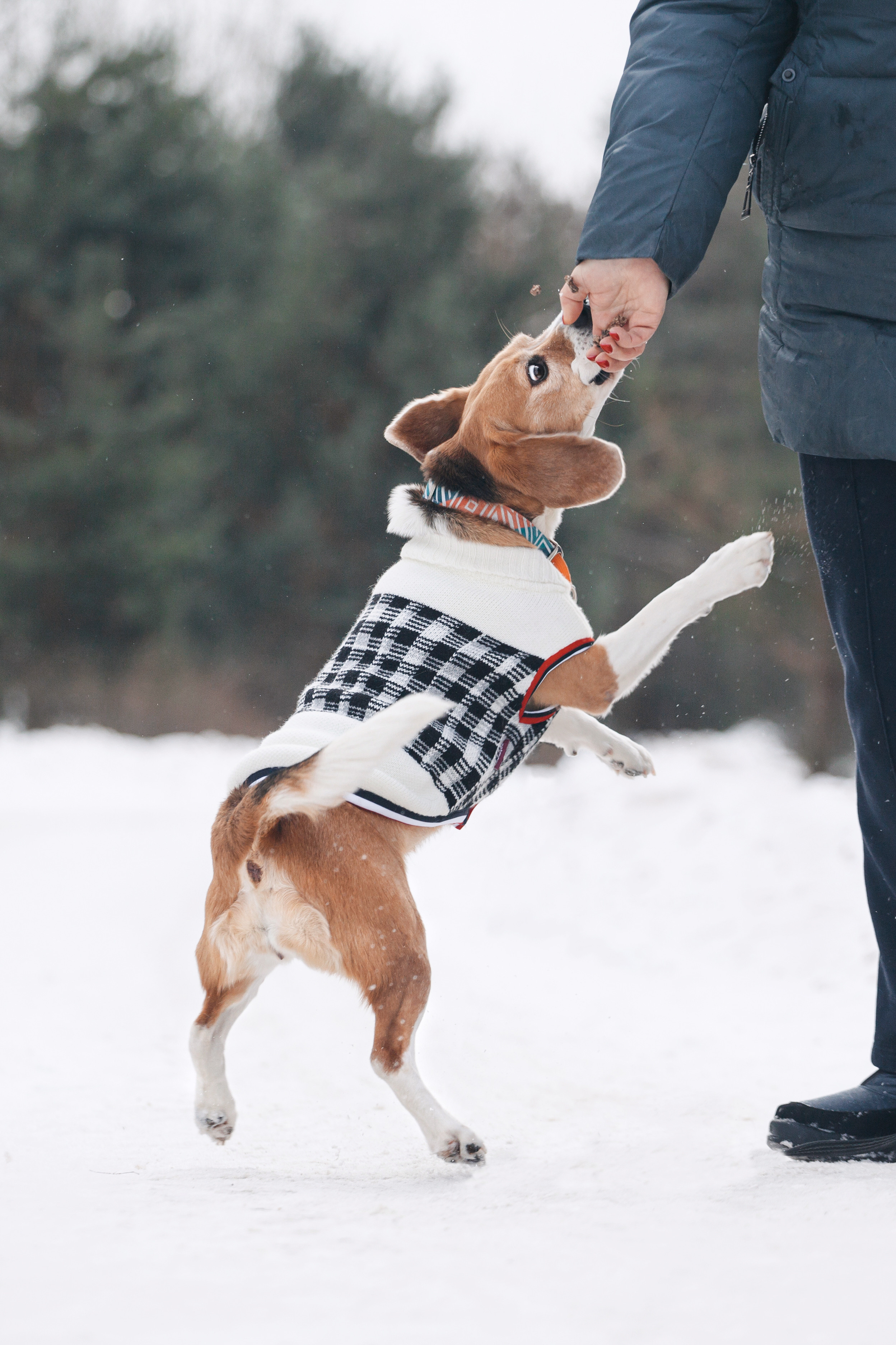 Группа помощи Дом для бигля 2023. Фотограф-анималист Татьяна Степанова