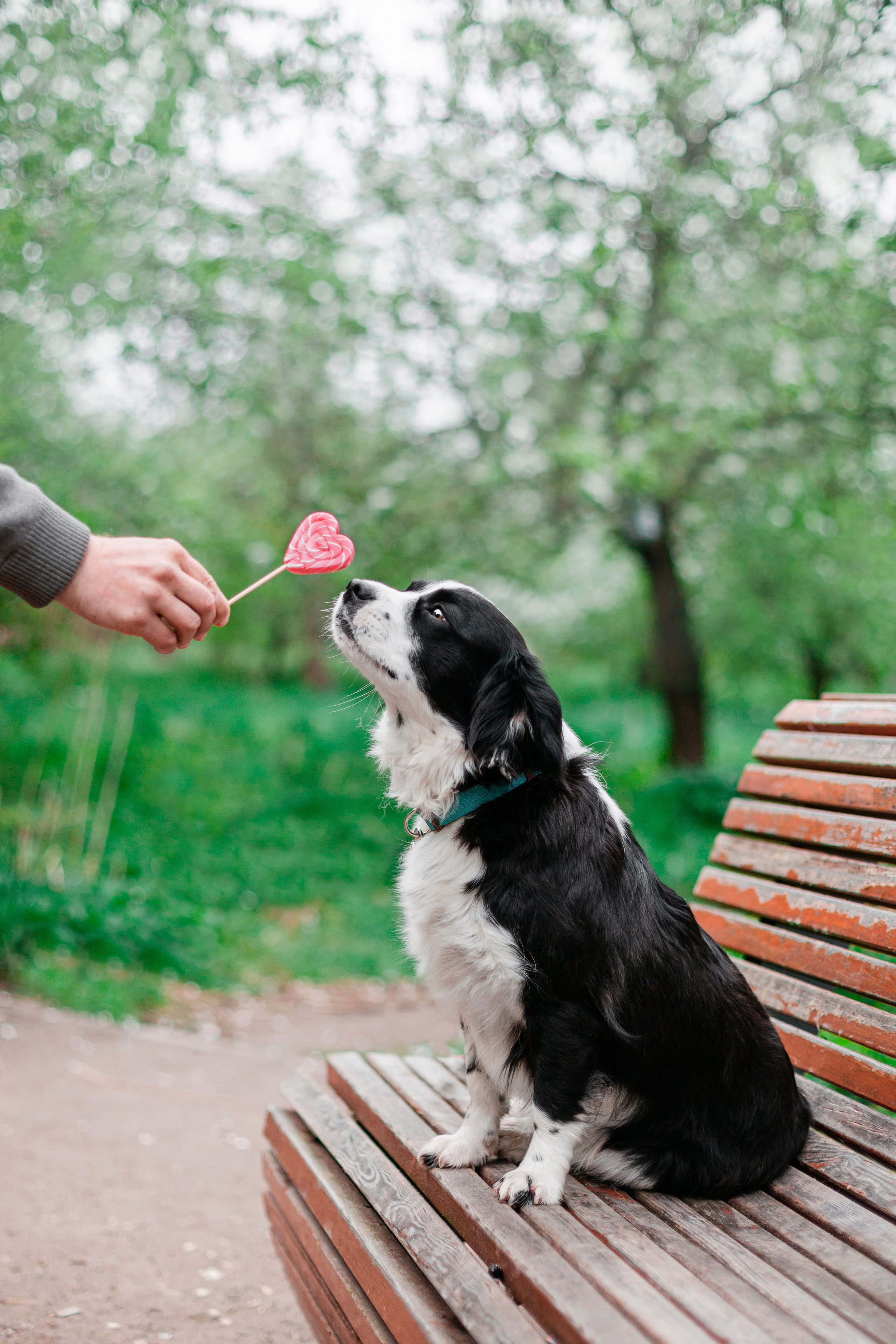 Съемка 3 собак в цветении 2023. Фотограф-анималист Татьяна Степанова