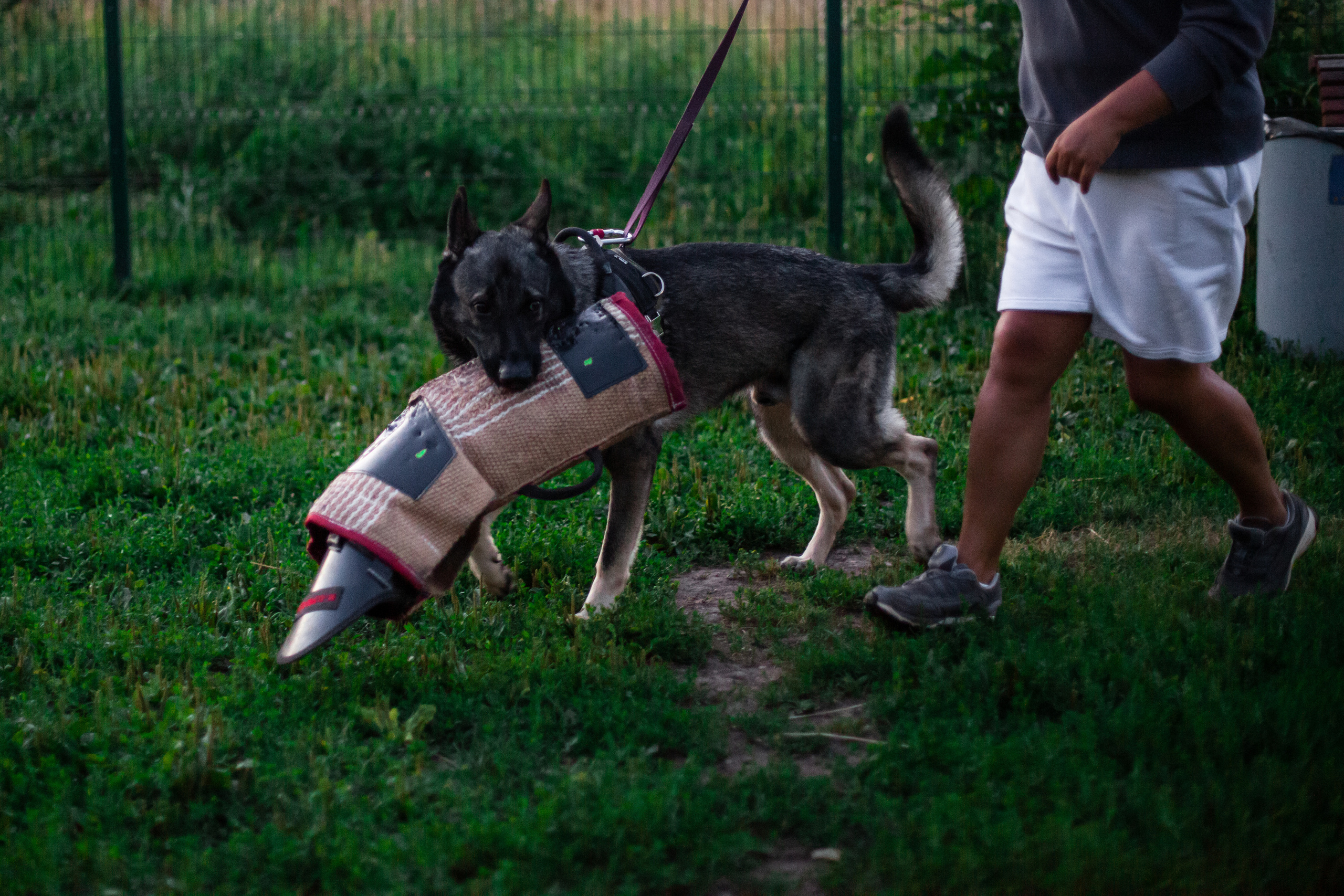 Занятие ЗКС+Выборка 2022. Фотограф-анималист Татьяна Степанова