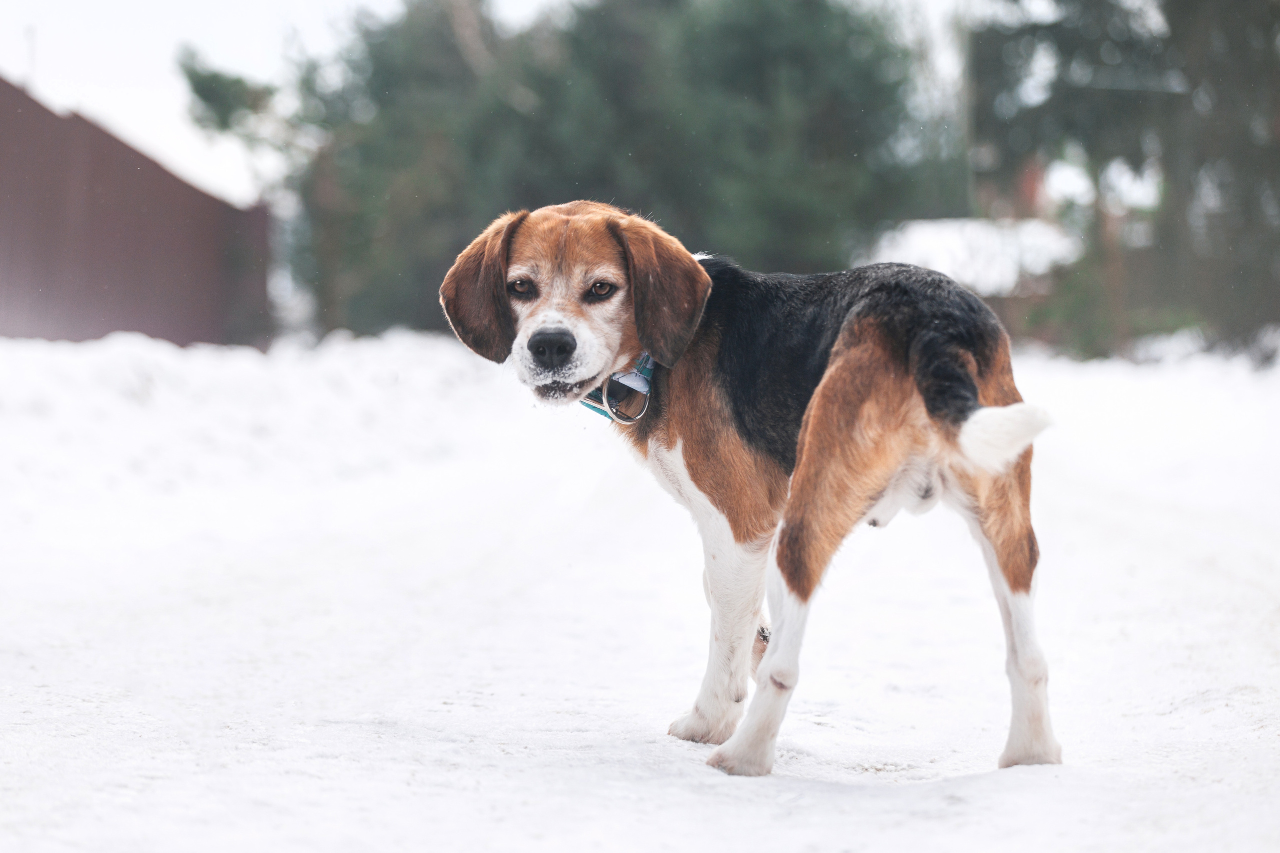 Группа помощи Дом для бигля 2023. Фотограф-анималист Татьяна Степанова
