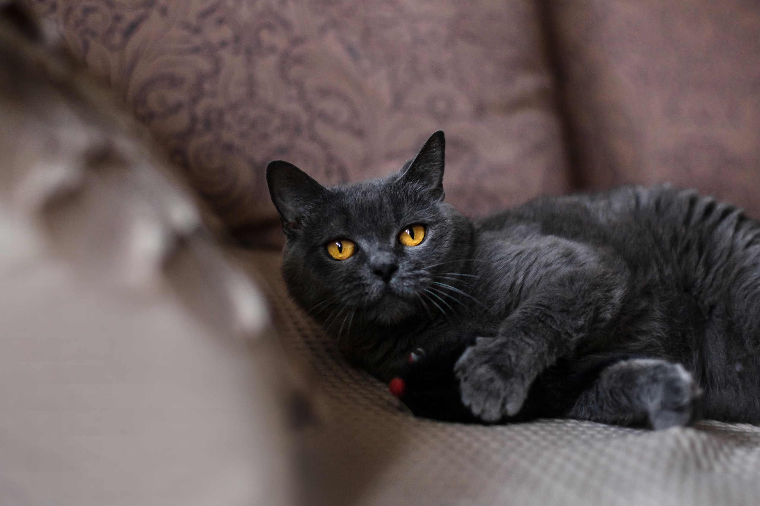 Кристи 2022. Фотограф-анималист Татьяна Степанова