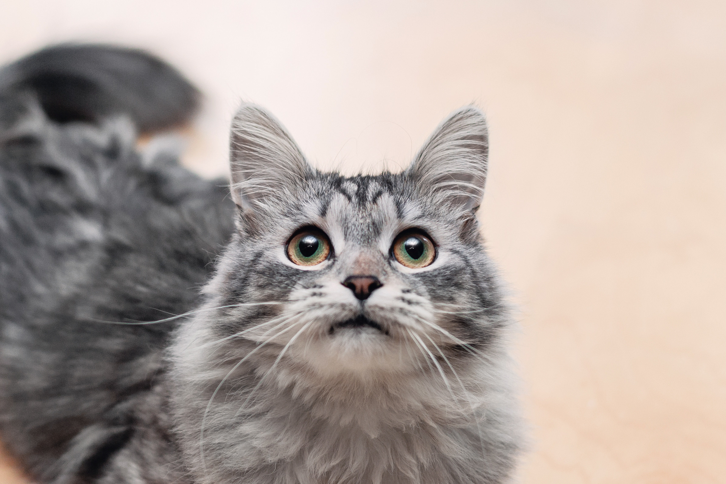 Космос 2023. Фотограф-анималист Татьяна Степанова