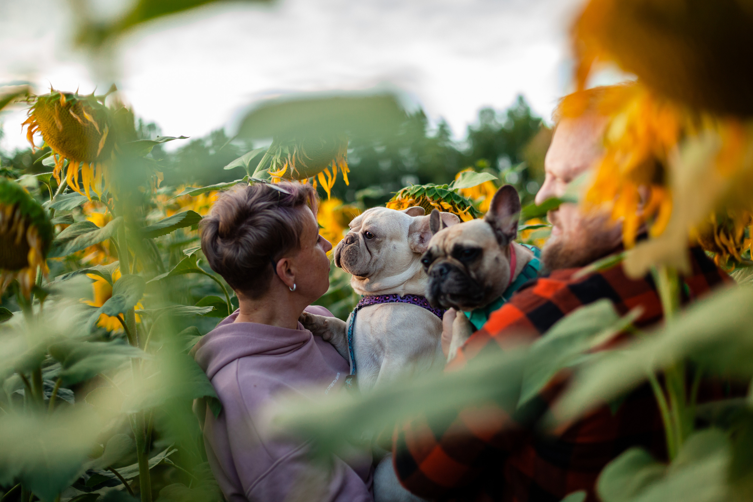 Коломна, стога и подсолнухи. Фотограф-анималист Татьяна Степанова