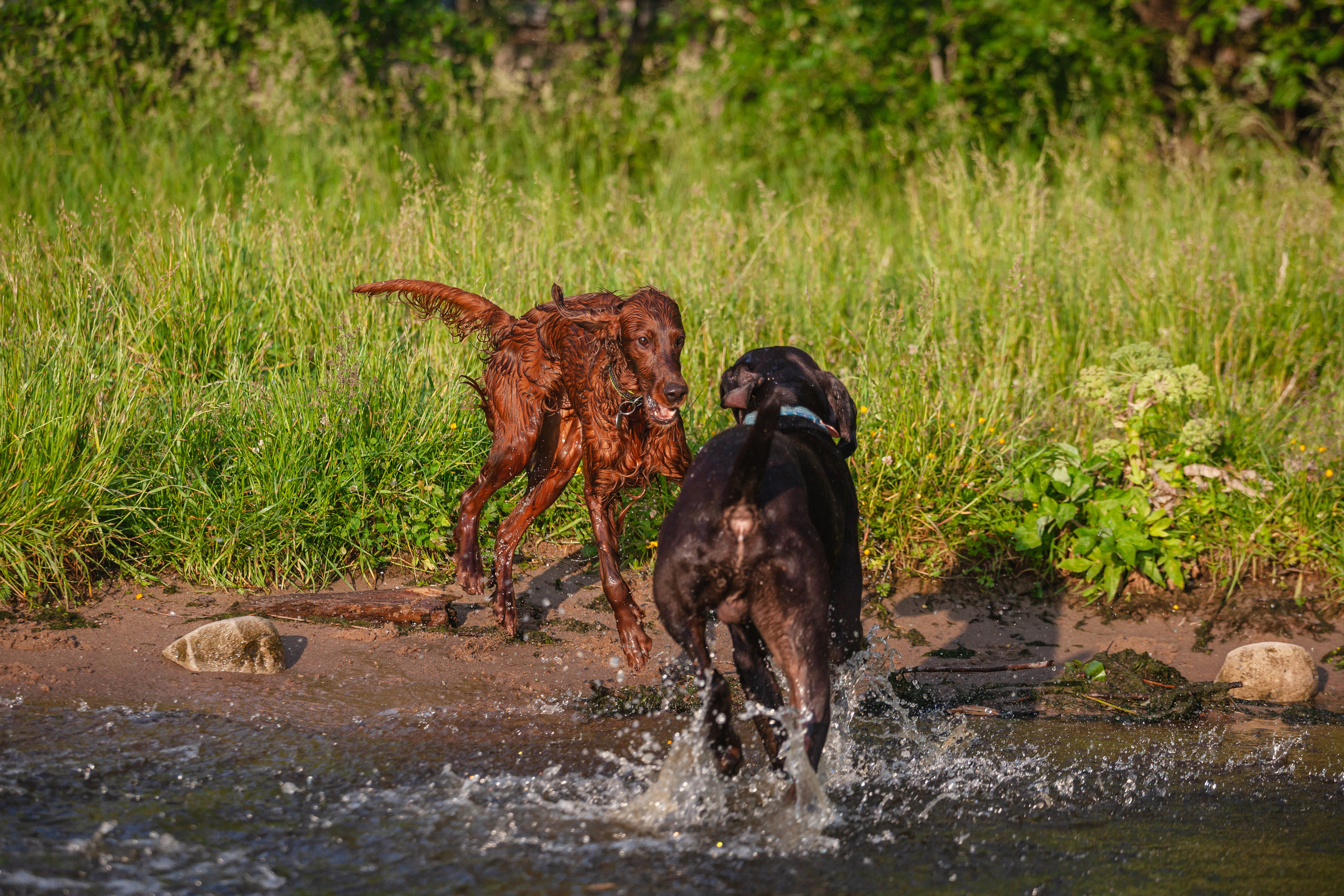 Рассветная съемка в ПКИО Северное Тушино. Фотограф-анималист Татьяна Степанова