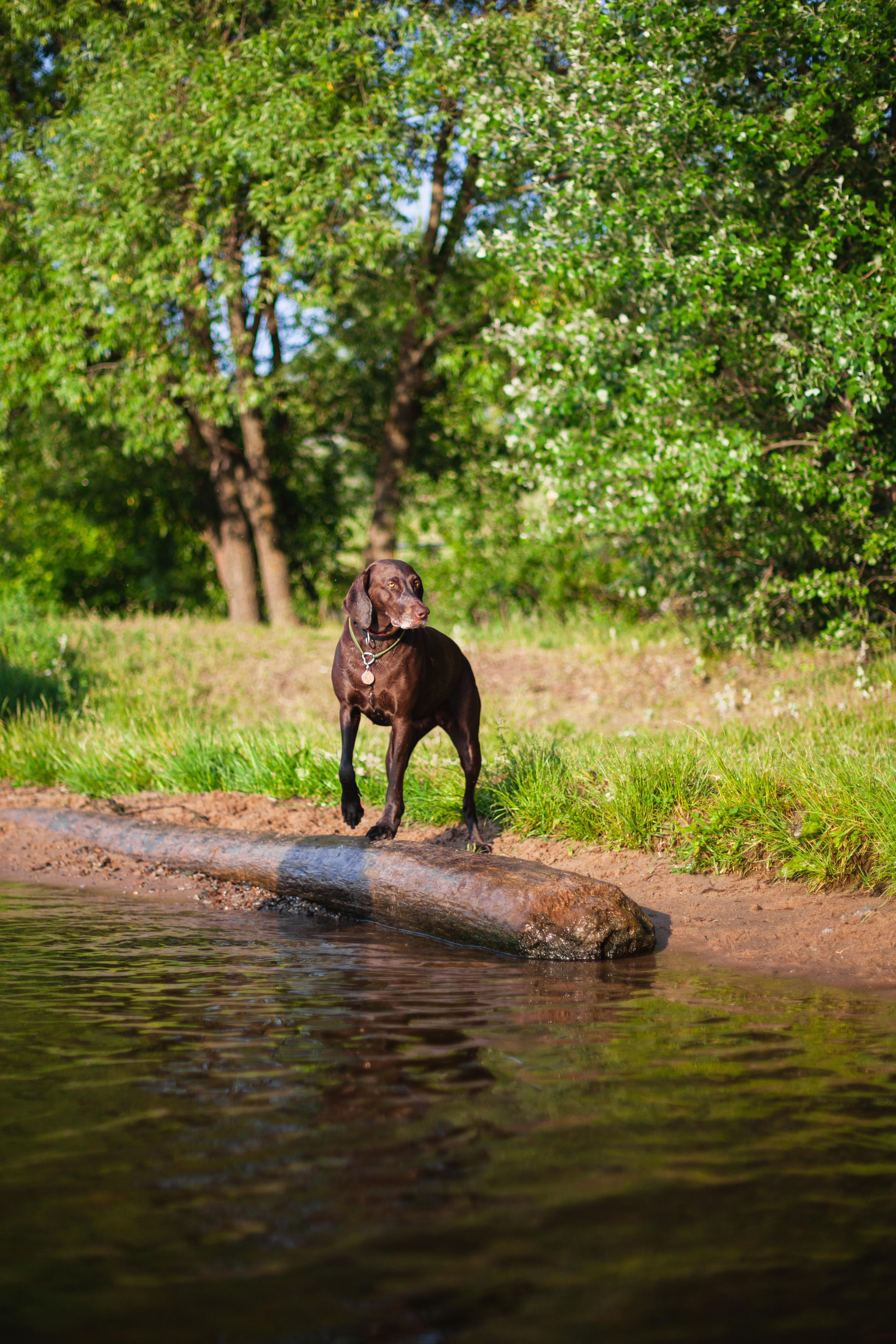 Рассветная съемка в ПКИО Северное Тушино. Фотограф-анималист Татьяна Степанова