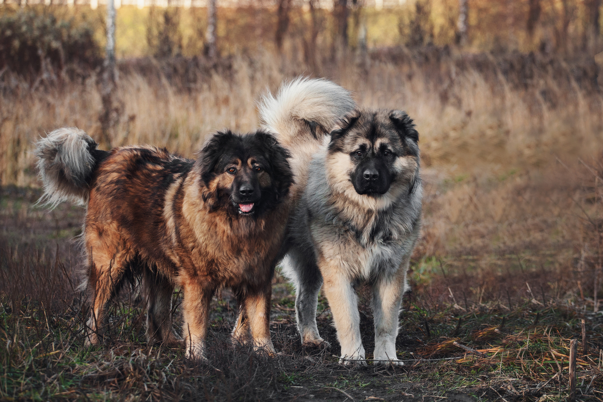 Фонд помощи кавказским овчаркам (Дудусик дог) 2022. Фотограф-анималист Татьяна Степанова
