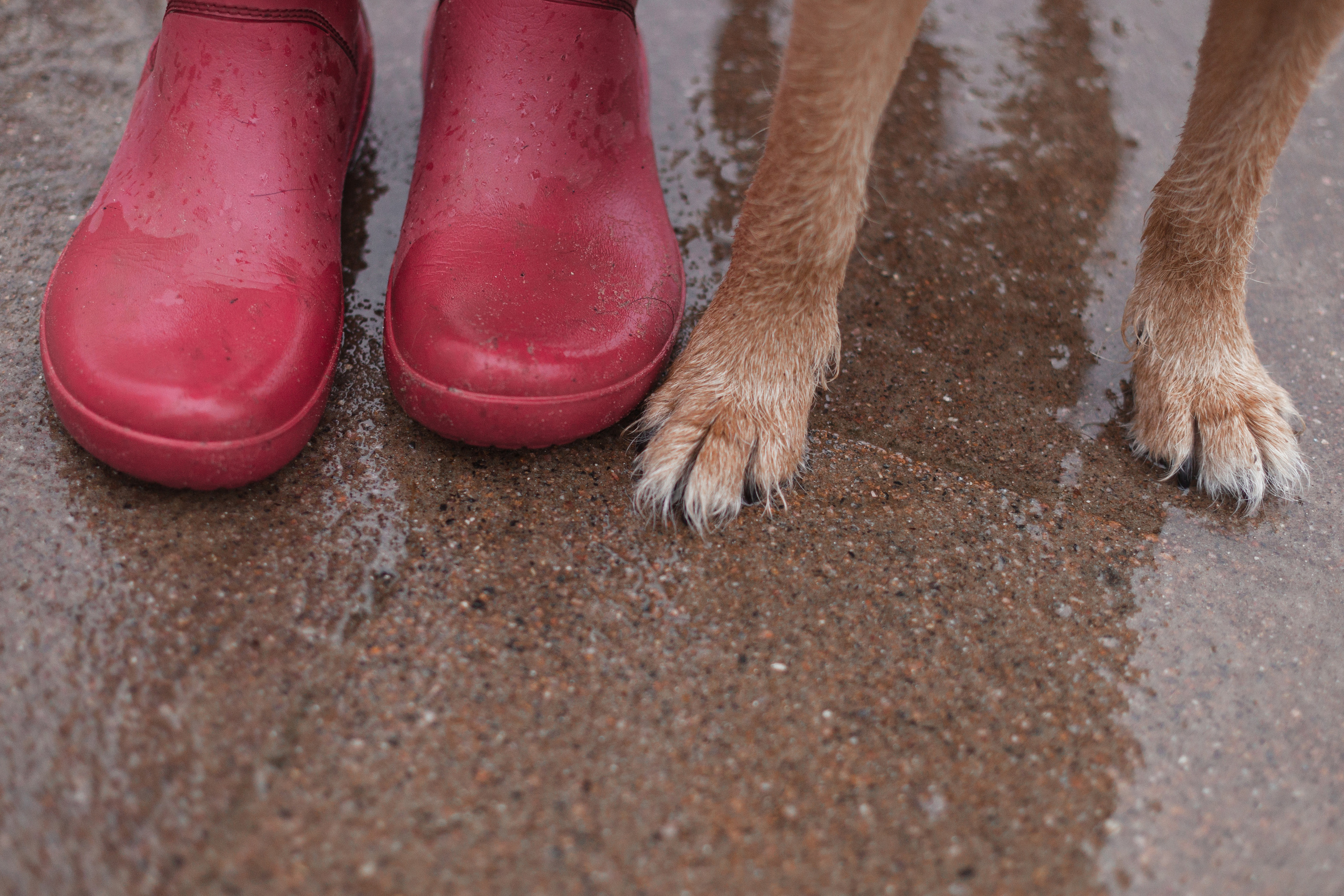 Лиза и Бренда. Фотограф-анималист Татьяна Степанова