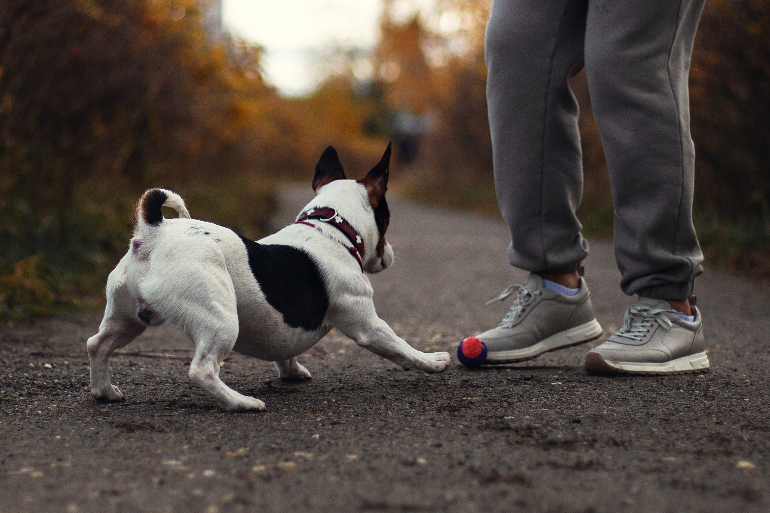 Женя, Скай и Арти в ПКИО Северное Тушино. Фотограф-анималист Татьяна Степанова