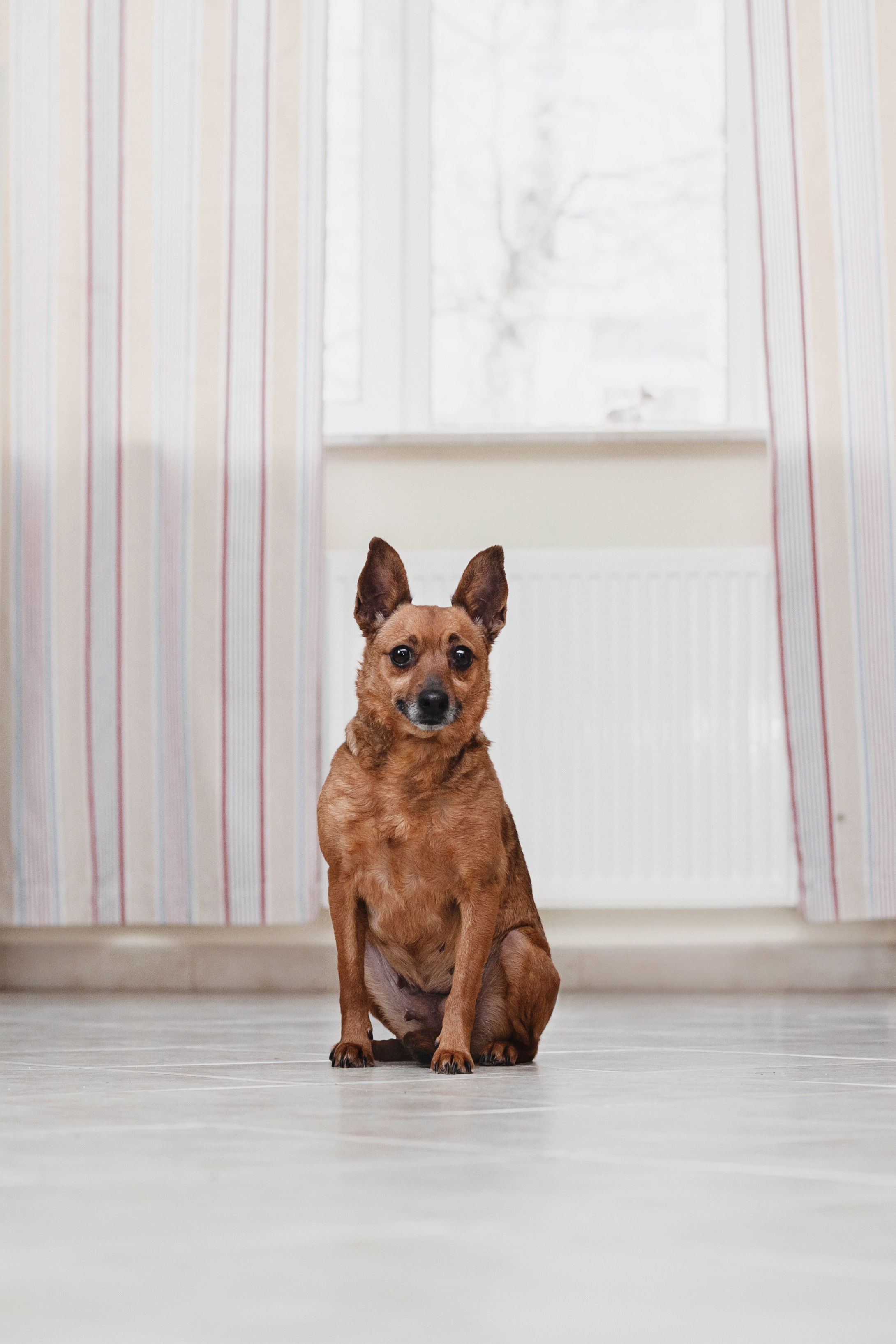 Домашняя съемка 2 собак и кошки 2023. Фотограф-анималист Татьяна Степанова