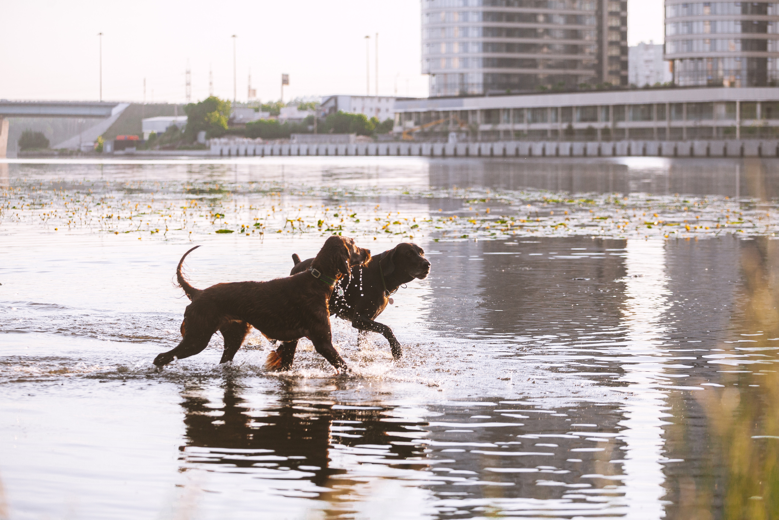 Рассветная съемка в ПКИО Северное Тушино. Фотограф-анималист Татьяна Степанова