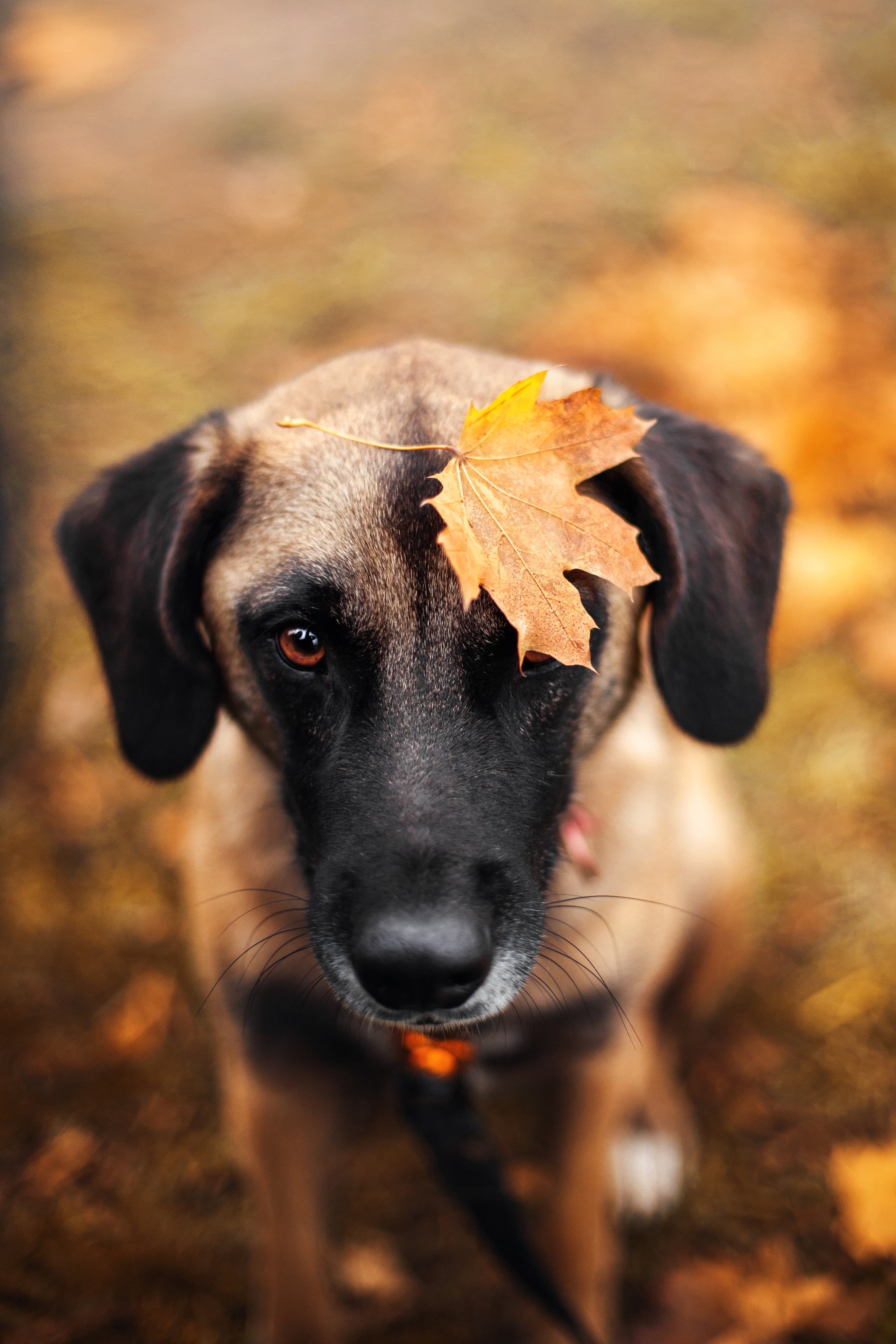 Фучик 2022. Фотограф-анималист Татьяна Степанова