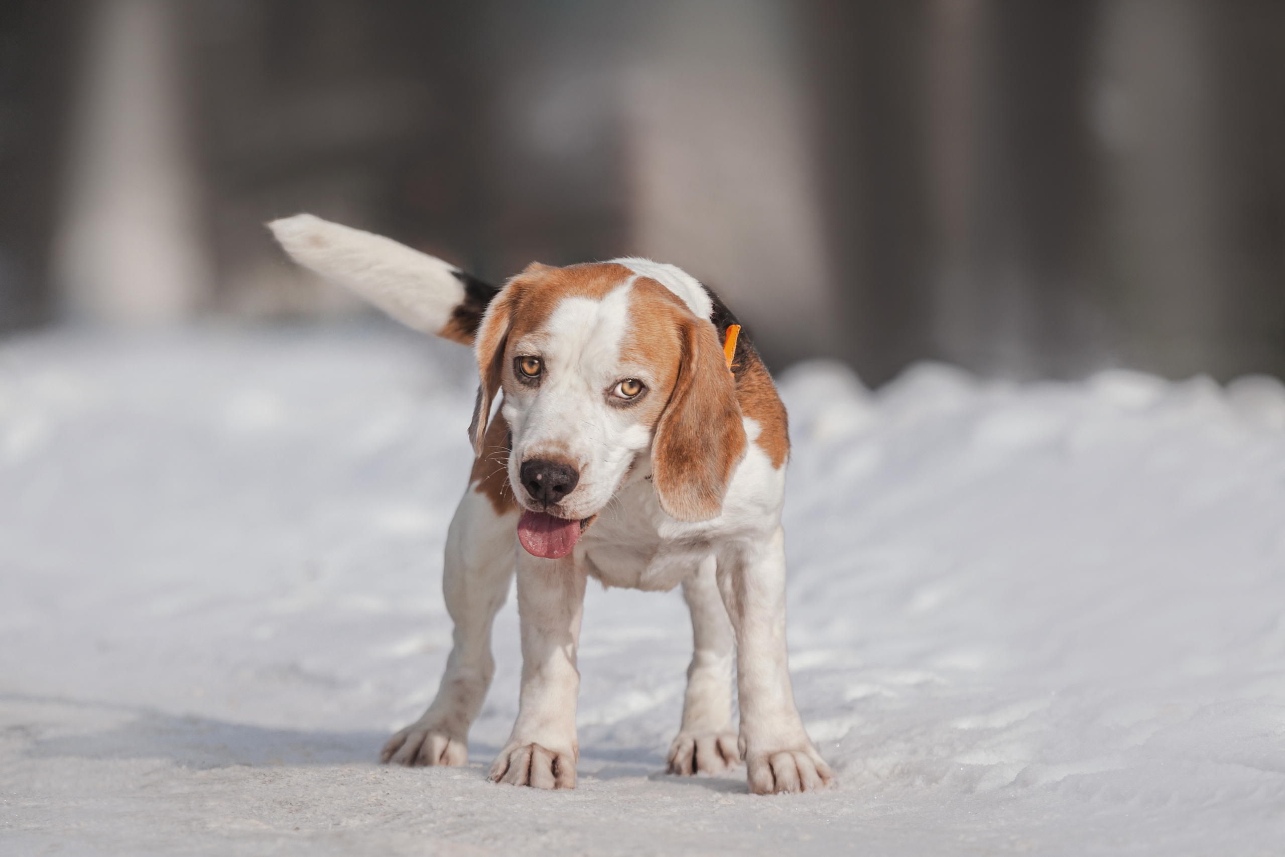 Группа помощи Дом для бигля 2023. Фотограф-анималист Татьяна Степанова