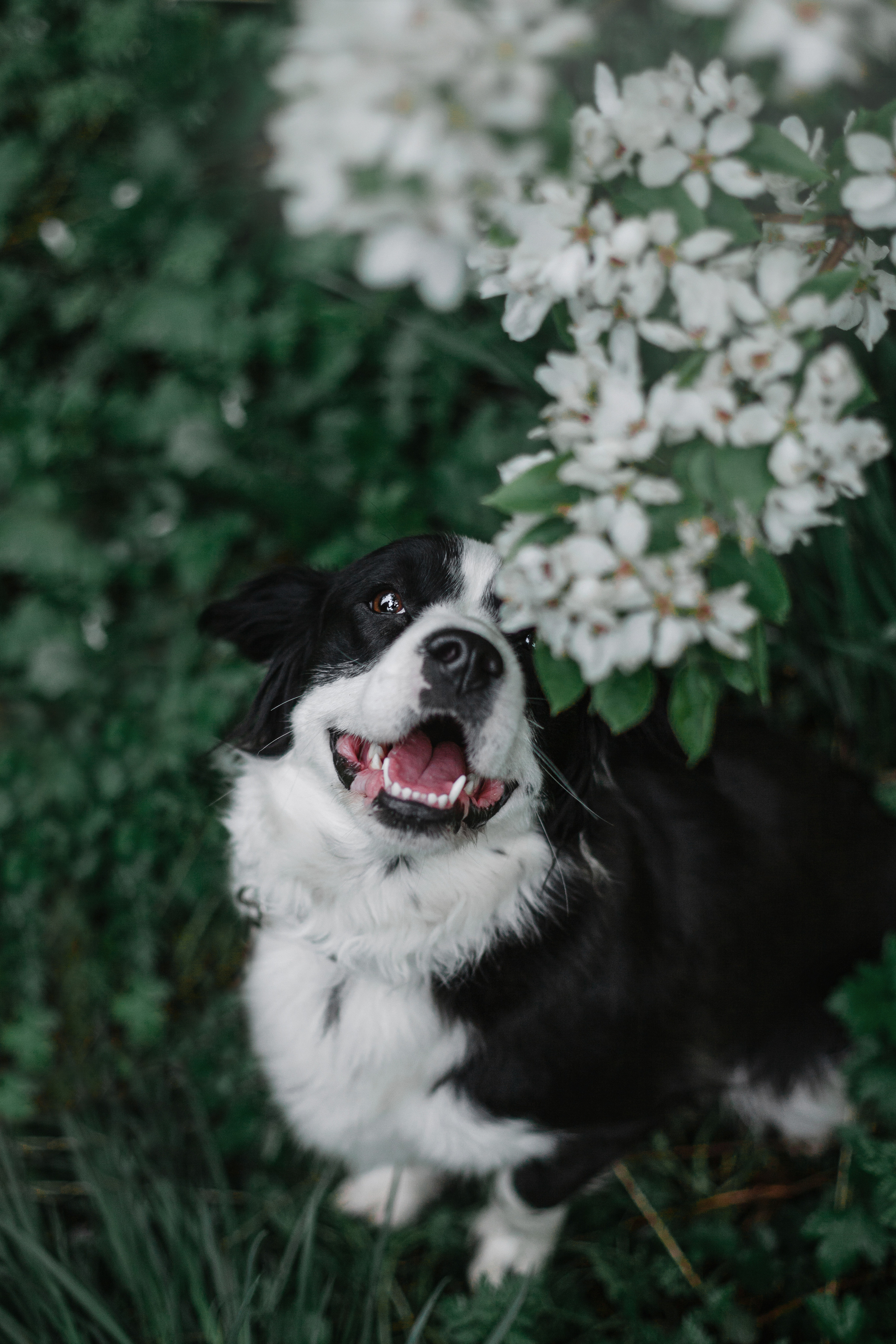 Съемка 3 собак в цветении 2023. Фотограф-анималист Татьяна Степанова