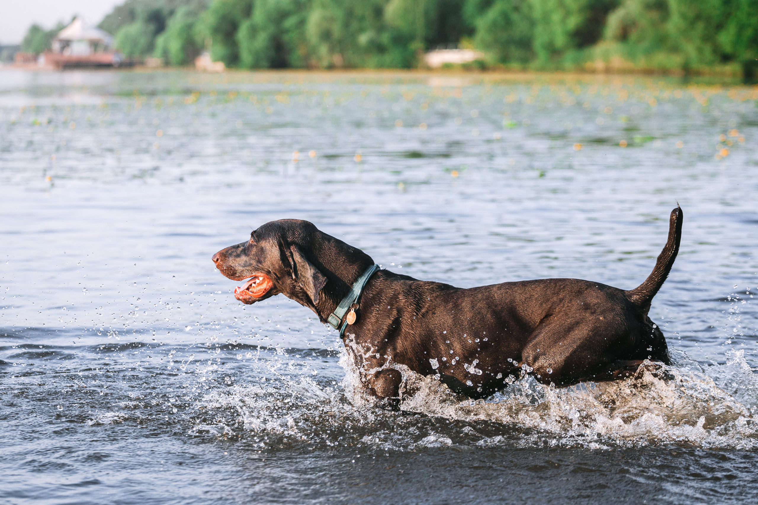 Рассветная съемка в ПКИО Северное Тушино. Фотограф-анималист Татьяна Степанова