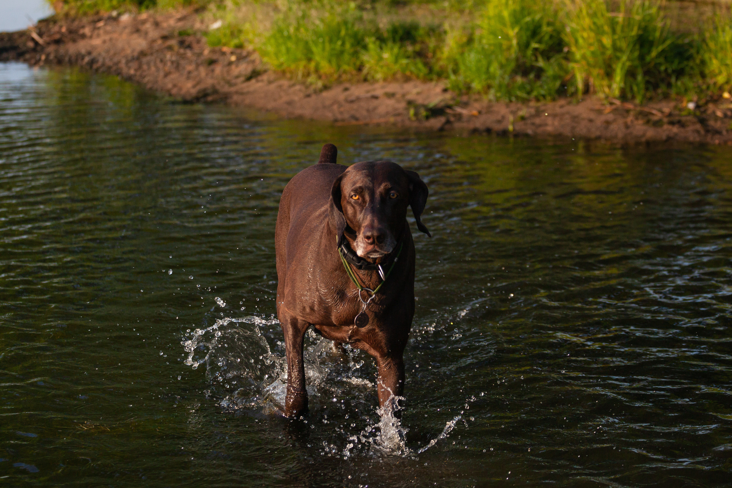 Рассветная съемка в ПКИО Северное Тушино. Фотограф-анималист Татьяна Степанова