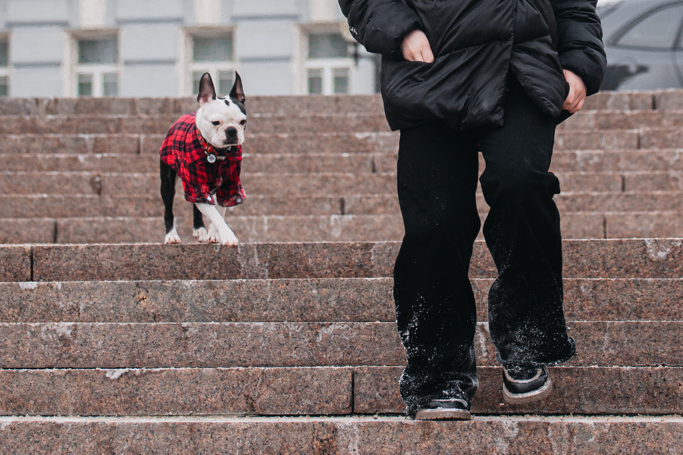 Василиса и Мира Кузнецкий мост. Фотограф-анималист Татьяна Степанова