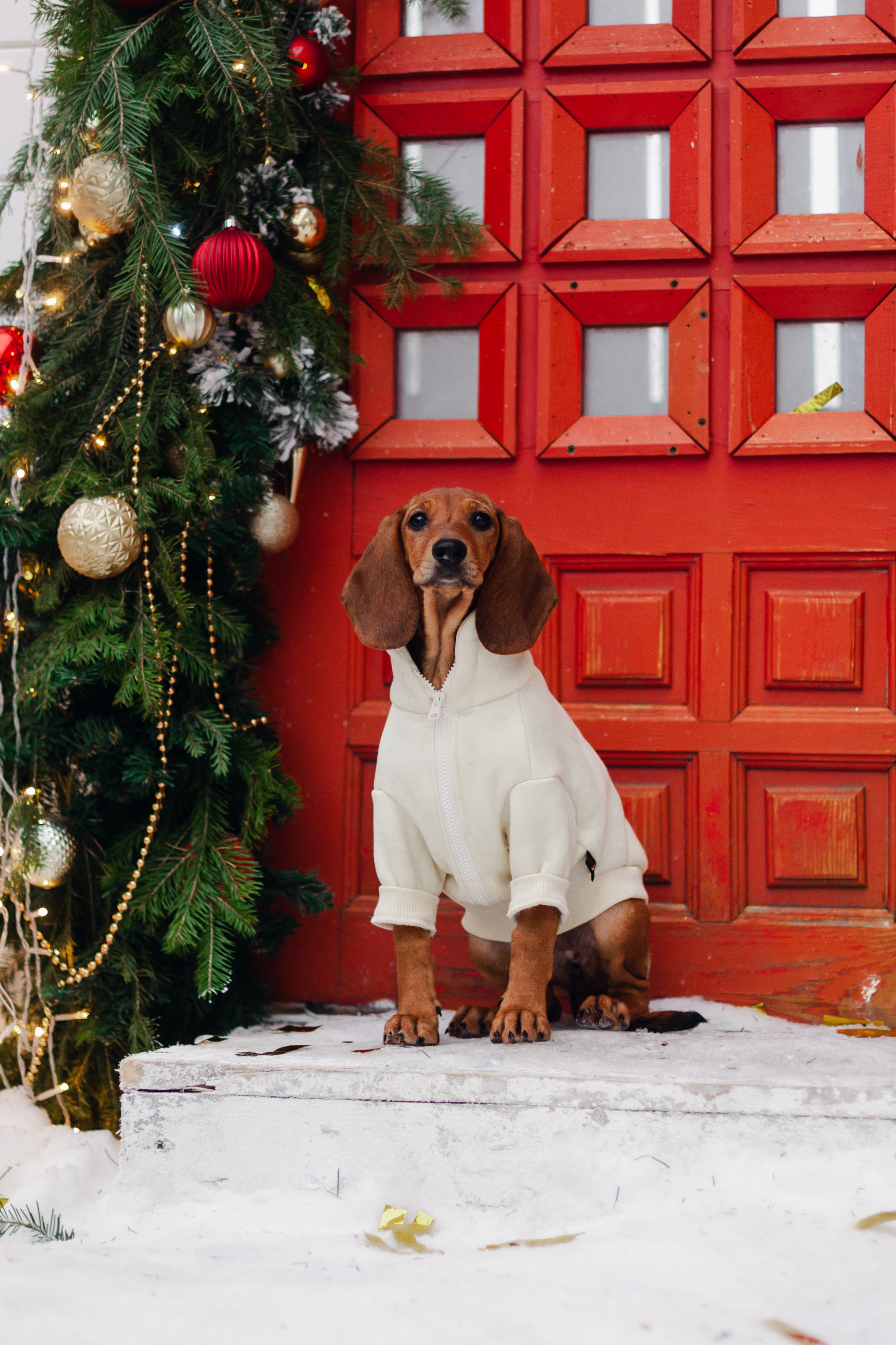 Новогодняя серия с ретромашиной. Фотограф-анималист Татьяна Степанова