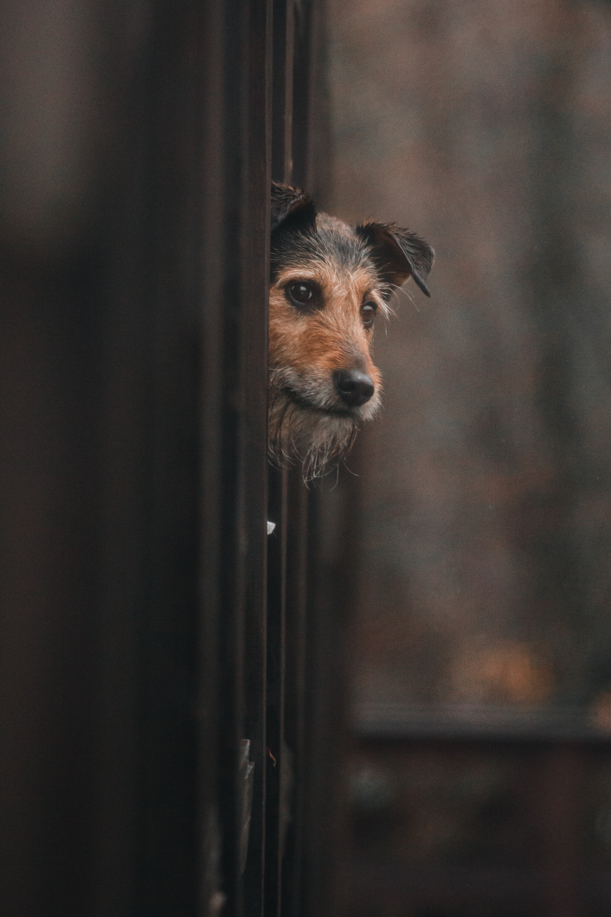 Лиза и Бренда. Фотограф-анималист Татьяна Степанова