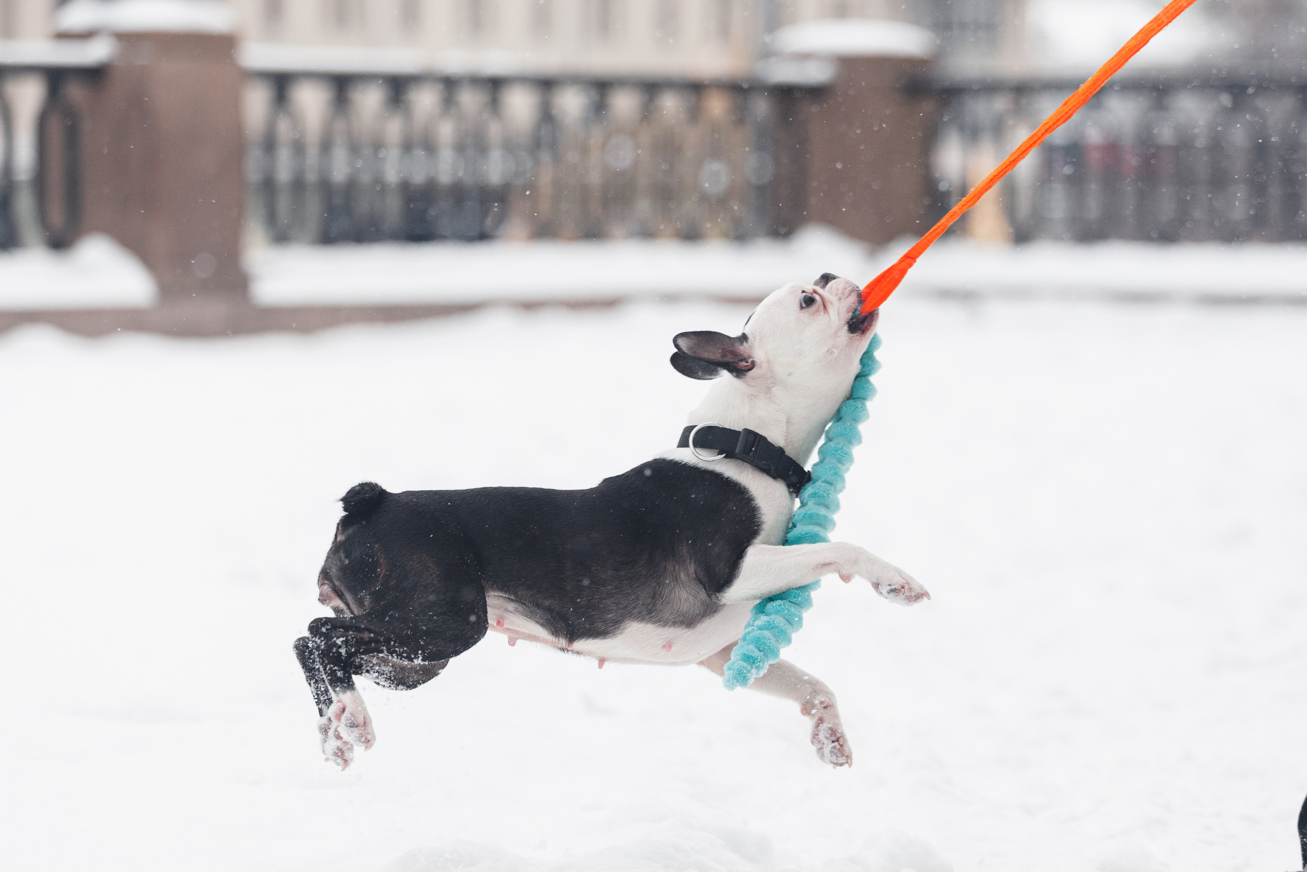 Василиса и Мира Кузнецкий мост. Фотограф-анималист Татьяна Степанова