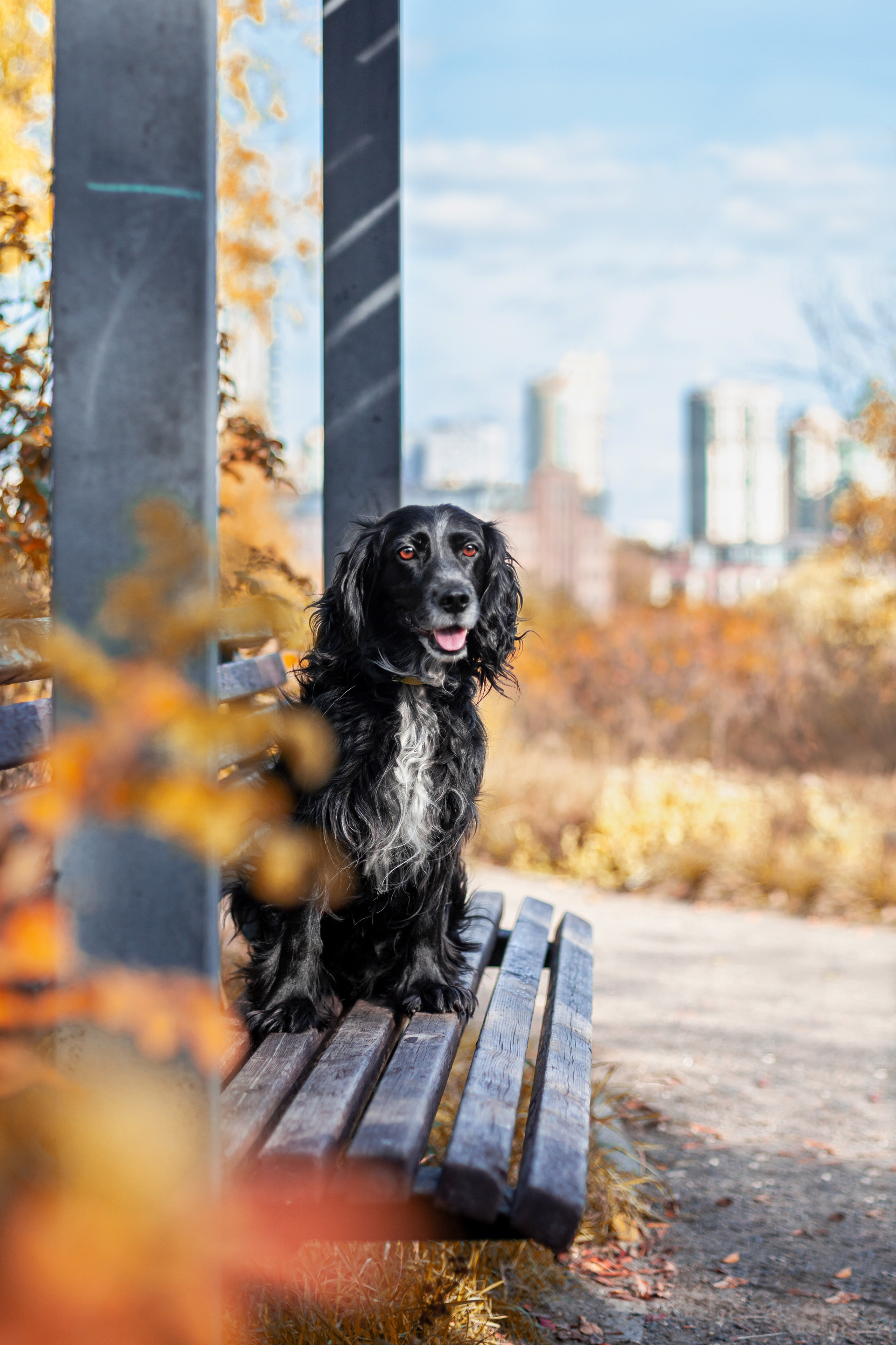 Барон и Лара 2022. Фотограф-анималист Татьяна Степанова