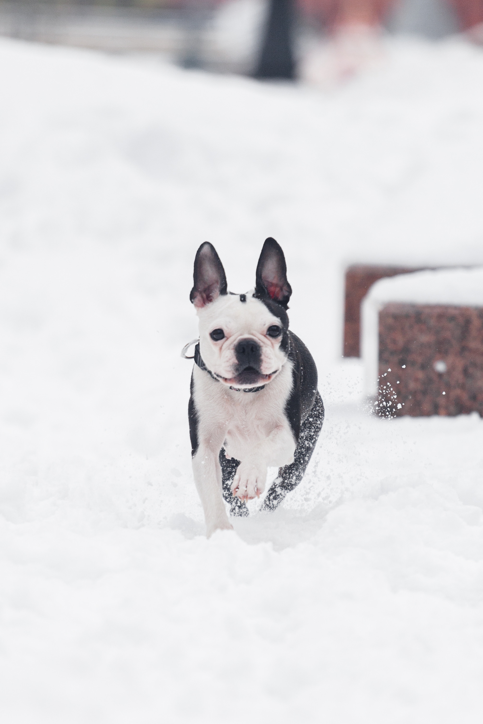 Василиса и Мира Кузнецкий мост. Фотограф-анималист Татьяна Степанова