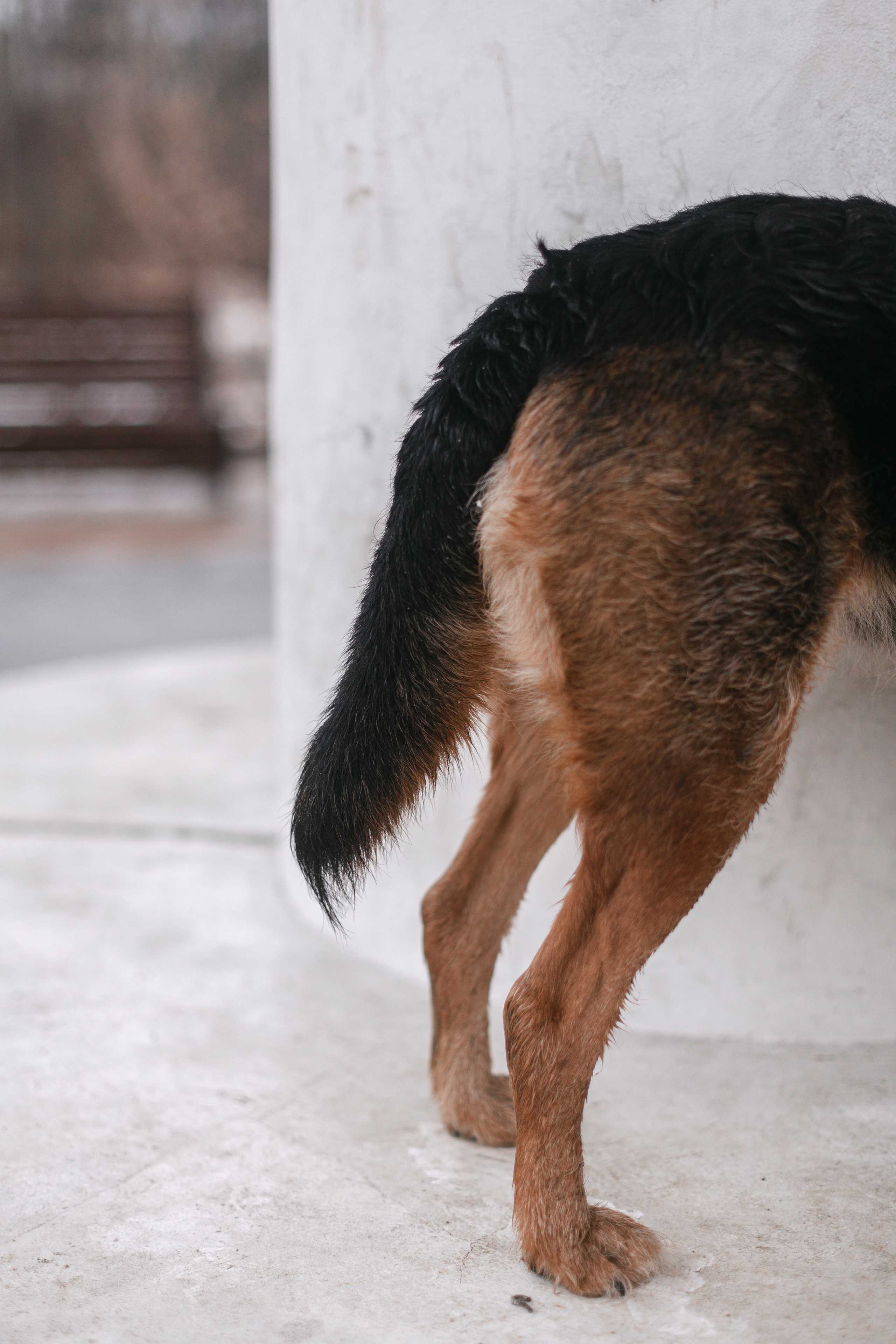 Лиза и Бренда. Фотограф-анималист Татьяна Степанова