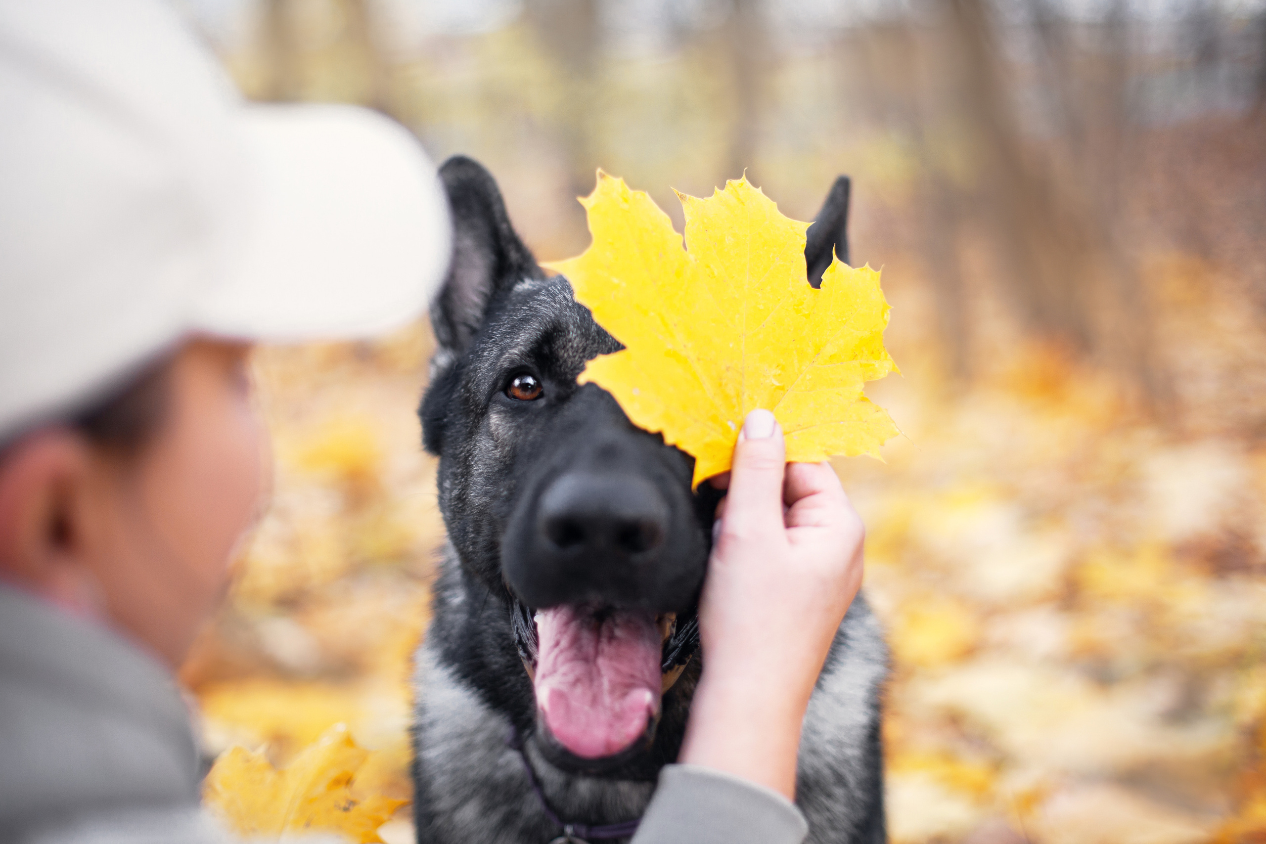 Женя, Скай и Арти в ПКИО Северное Тушино. Фотограф-анималист Татьяна Степанова
