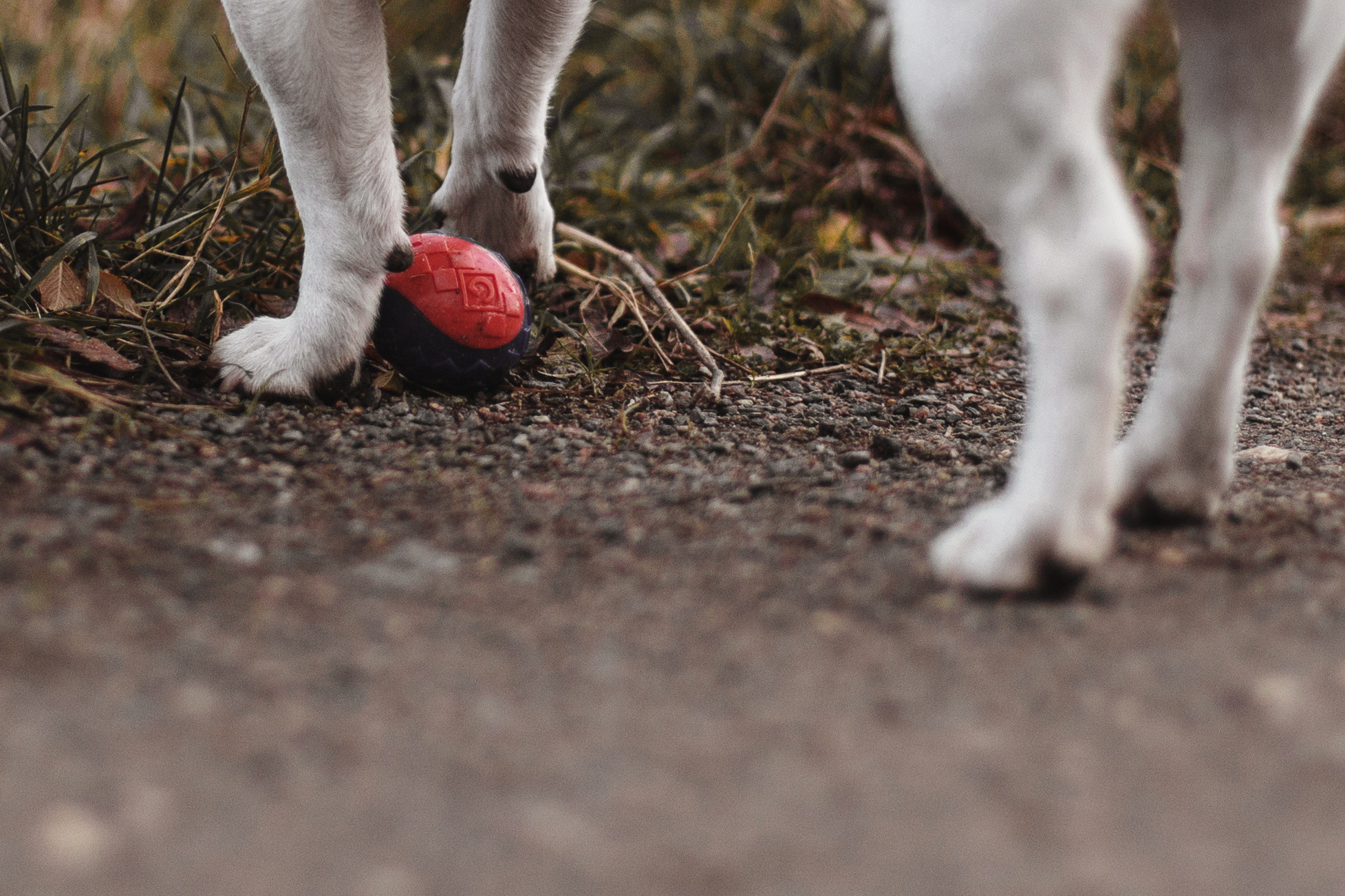 Женя, Скай и Арти в ПКИО Северное Тушино. Фотограф-анималист Татьяна Степанова