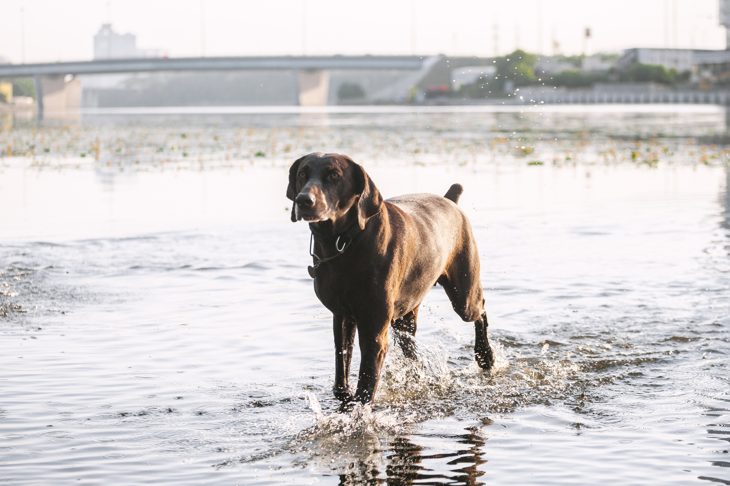 Рассветная съемка в ПКИО Северное Тушино. Фотограф-анималист Татьяна Степанова