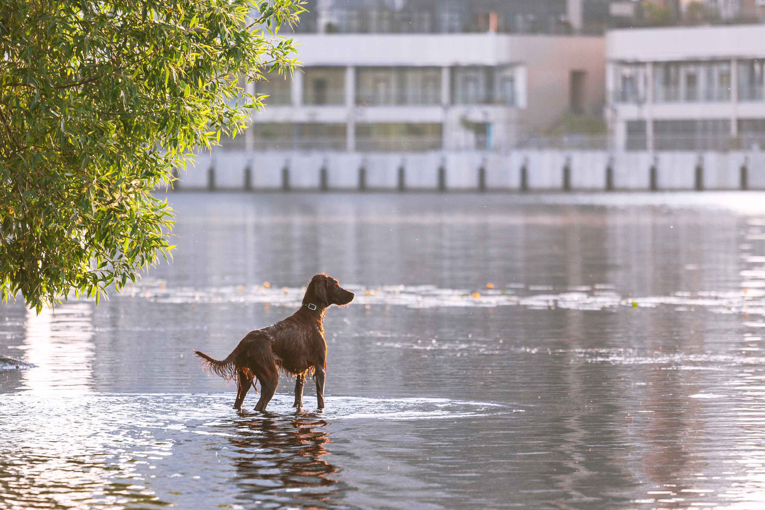 Рассветная съемка в ПКИО Северное Тушино. Фотограф-анималист Татьяна Степанова