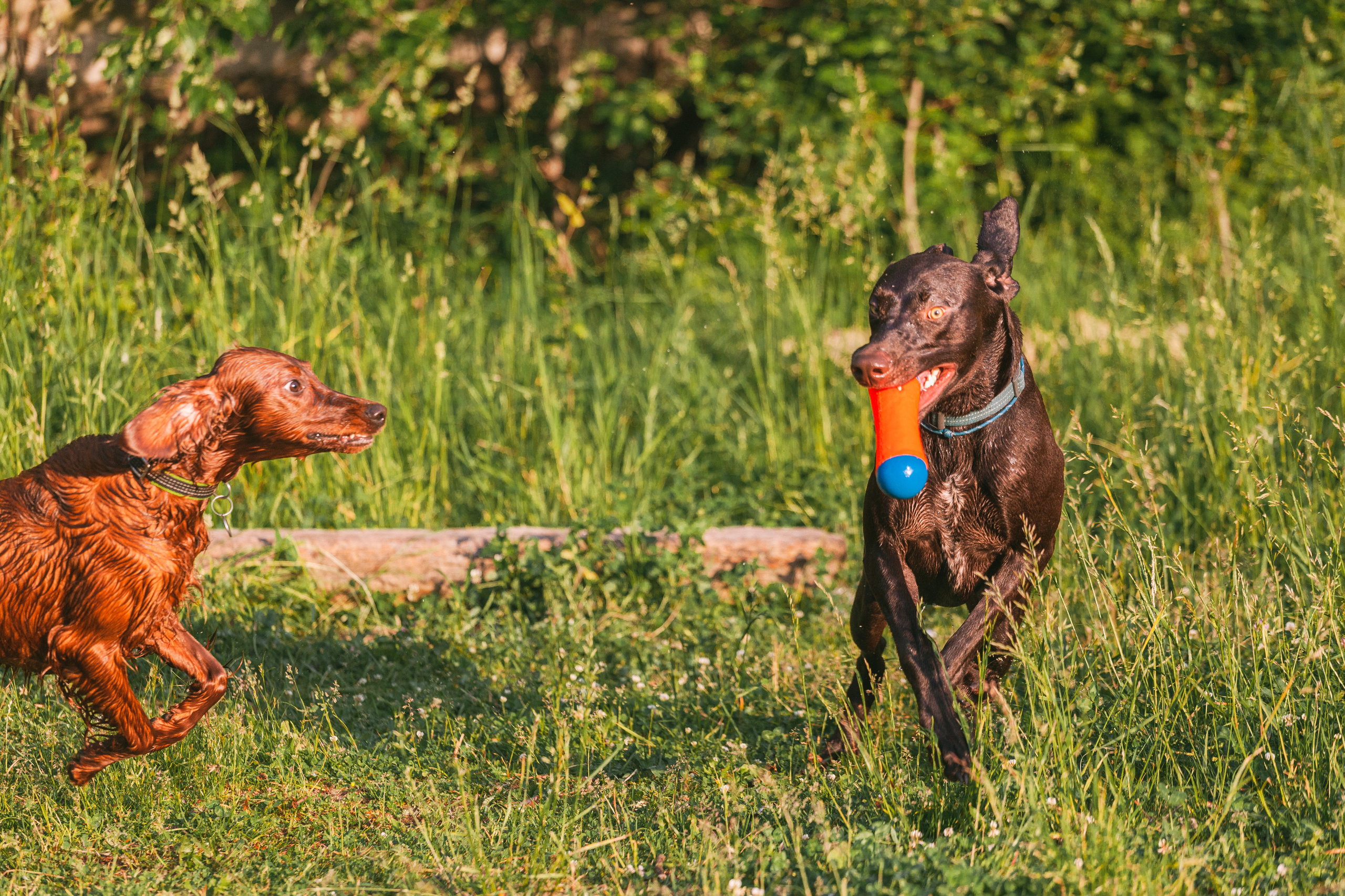 Рассветная съемка в ПКИО Северное Тушино. Фотограф-анималист Татьяна Степанова