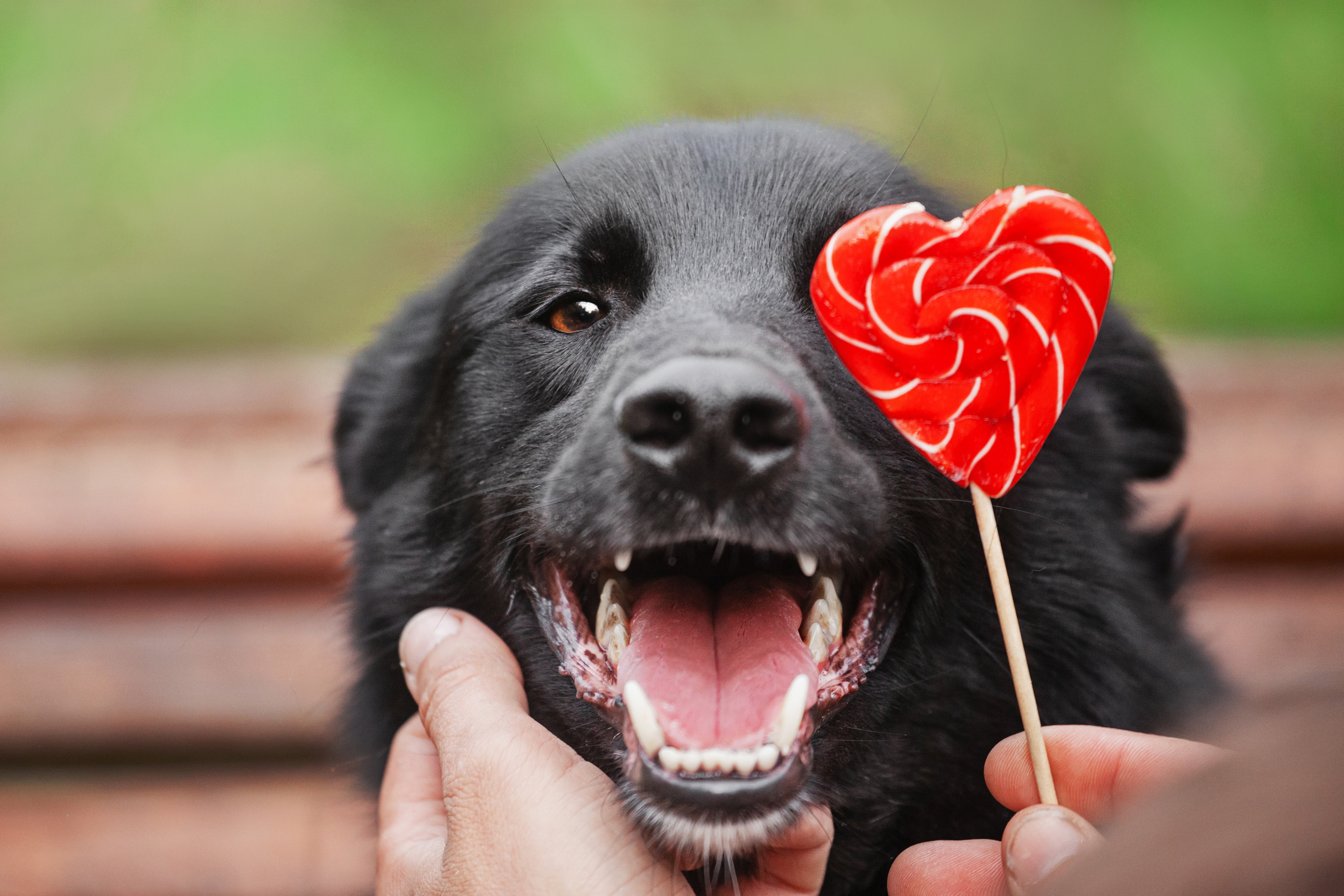 Съемка 3 собак в цветении 2023. Фотограф-анималист Татьяна Степанова