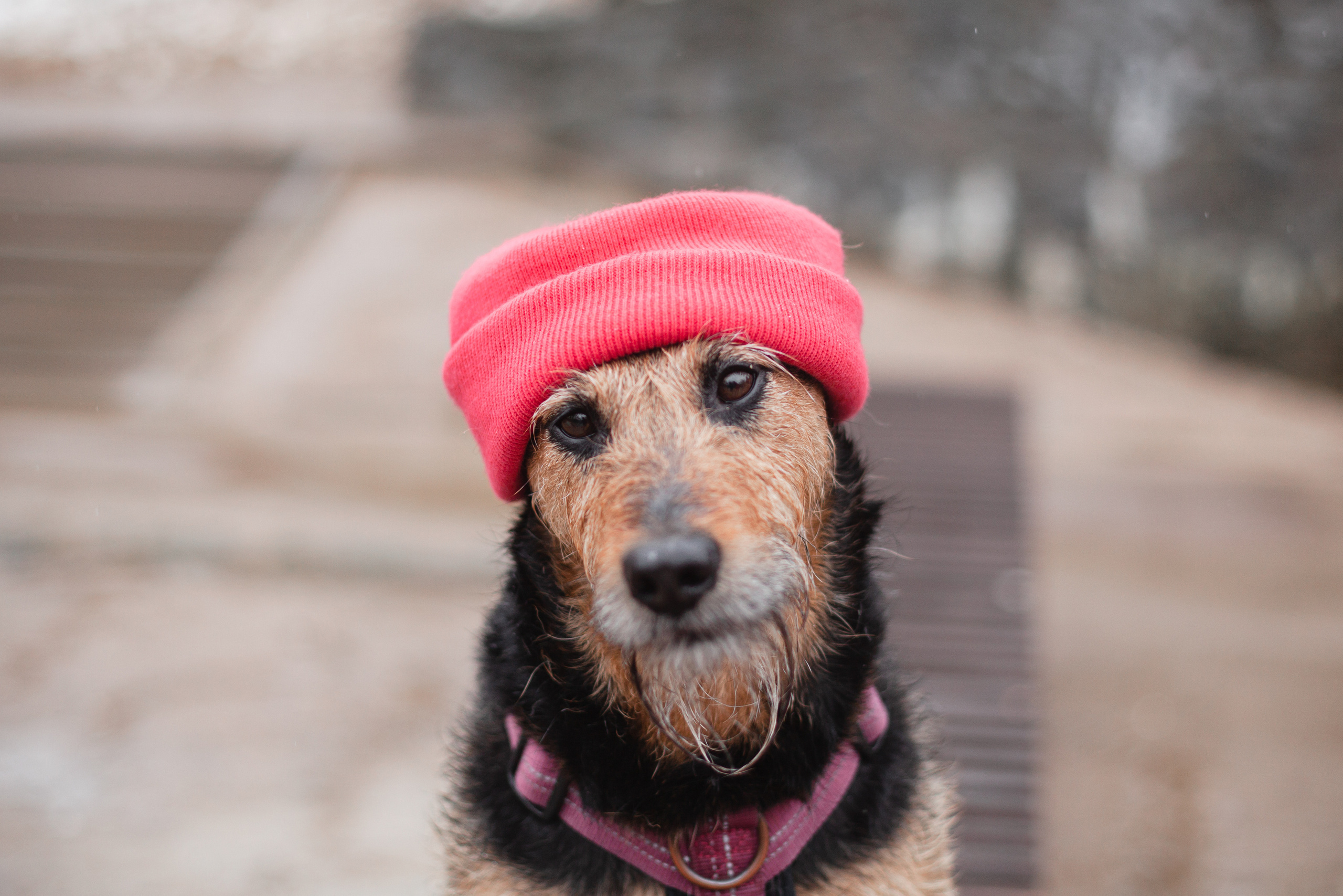 Лиза и Бренда. Фотограф-анималист Татьяна Степанова