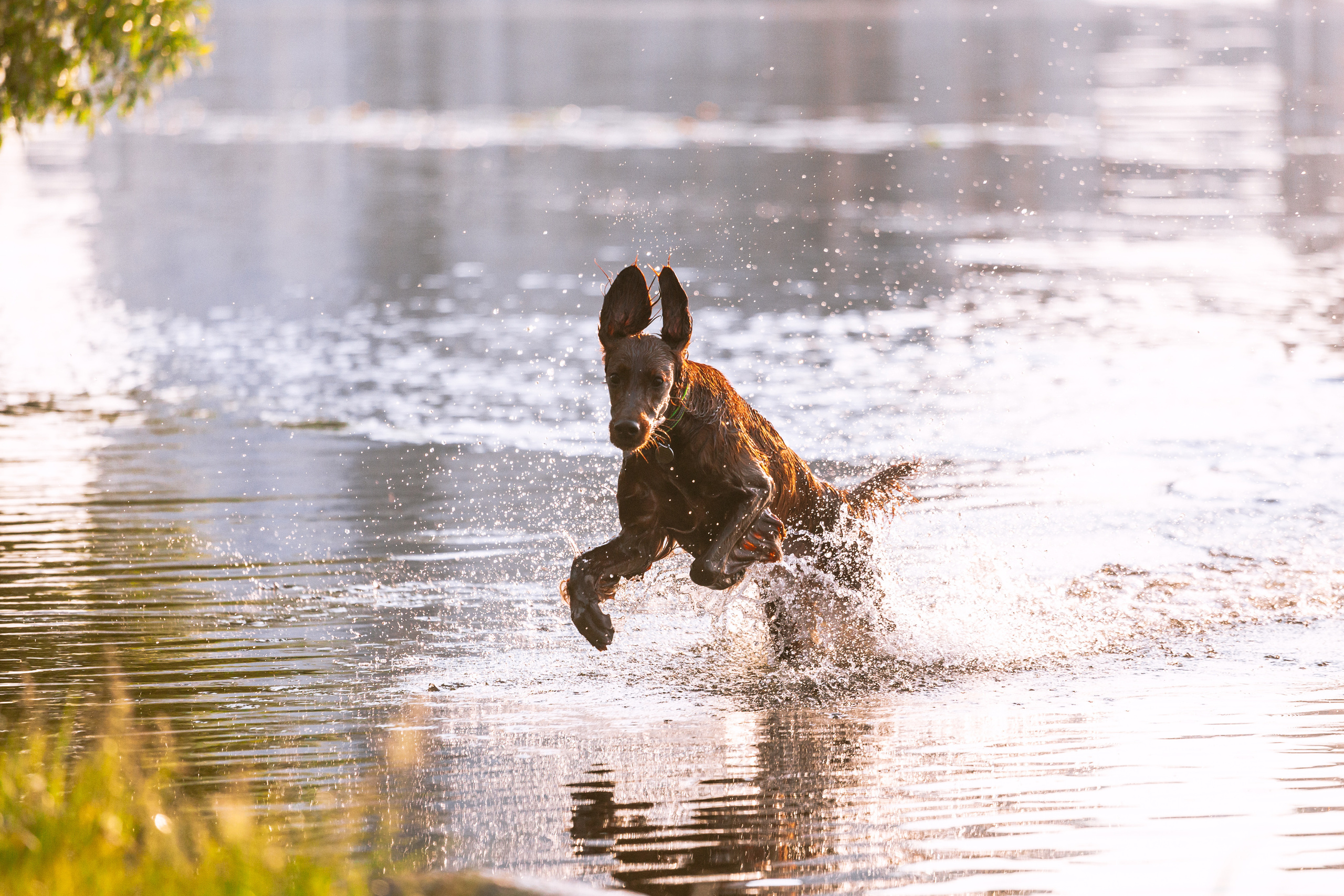 Рассветная съемка в ПКИО Северное Тушино. Фотограф-анималист Татьяна Степанова