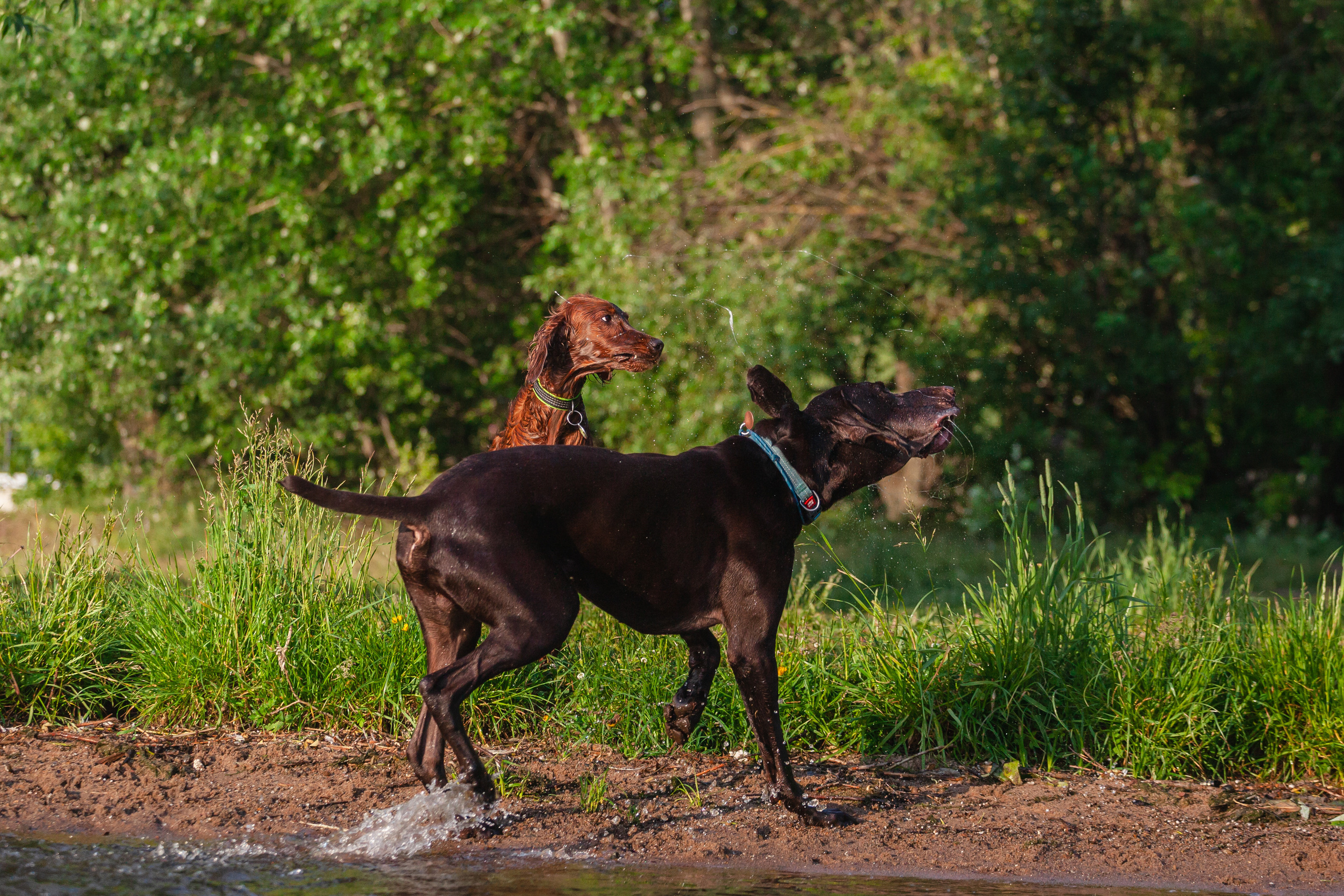 Рассветная съемка в ПКИО Северное Тушино. Фотограф-анималист Татьяна Степанова