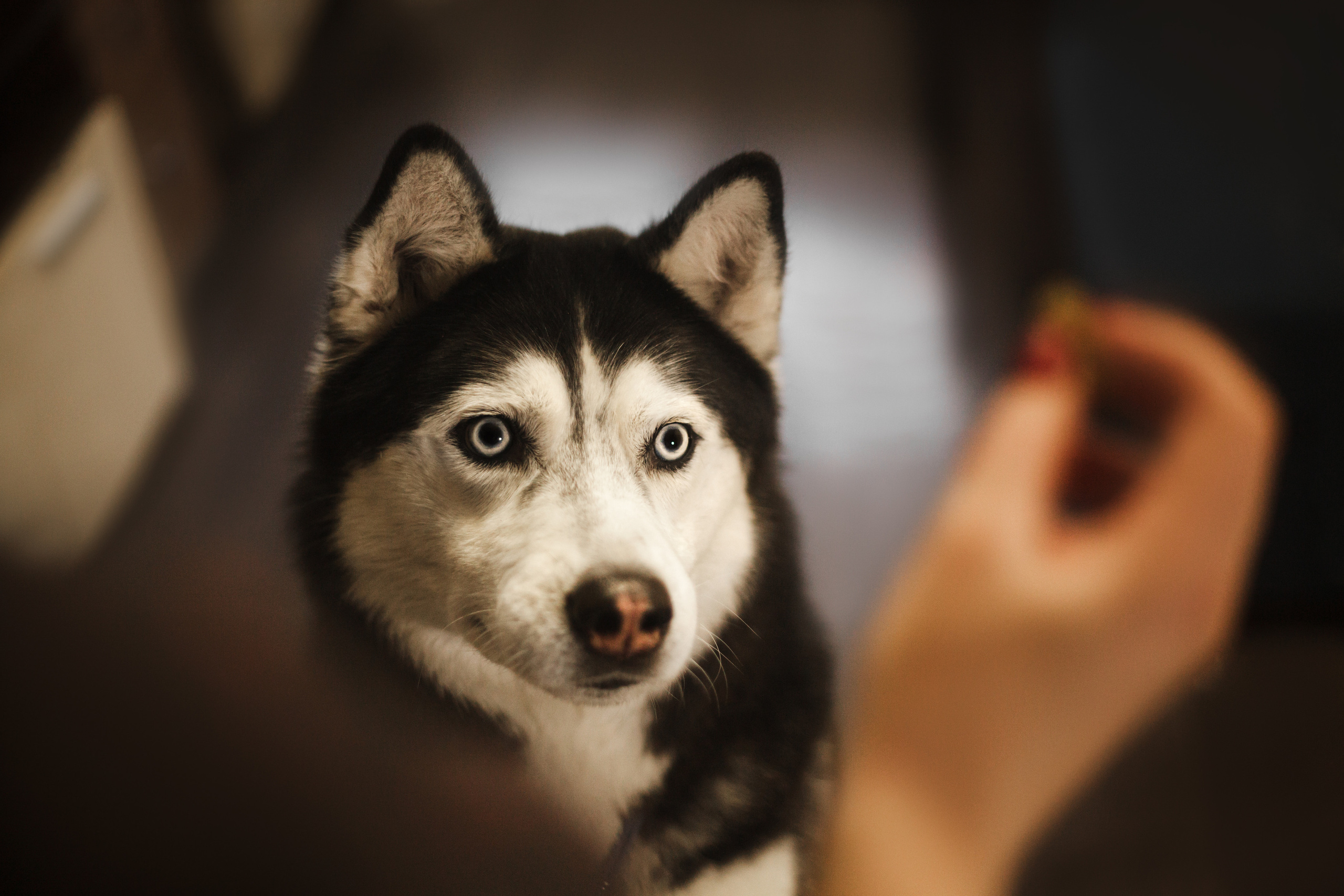 Киба и Аки. Фотограф-анималист Татьяна Степанова